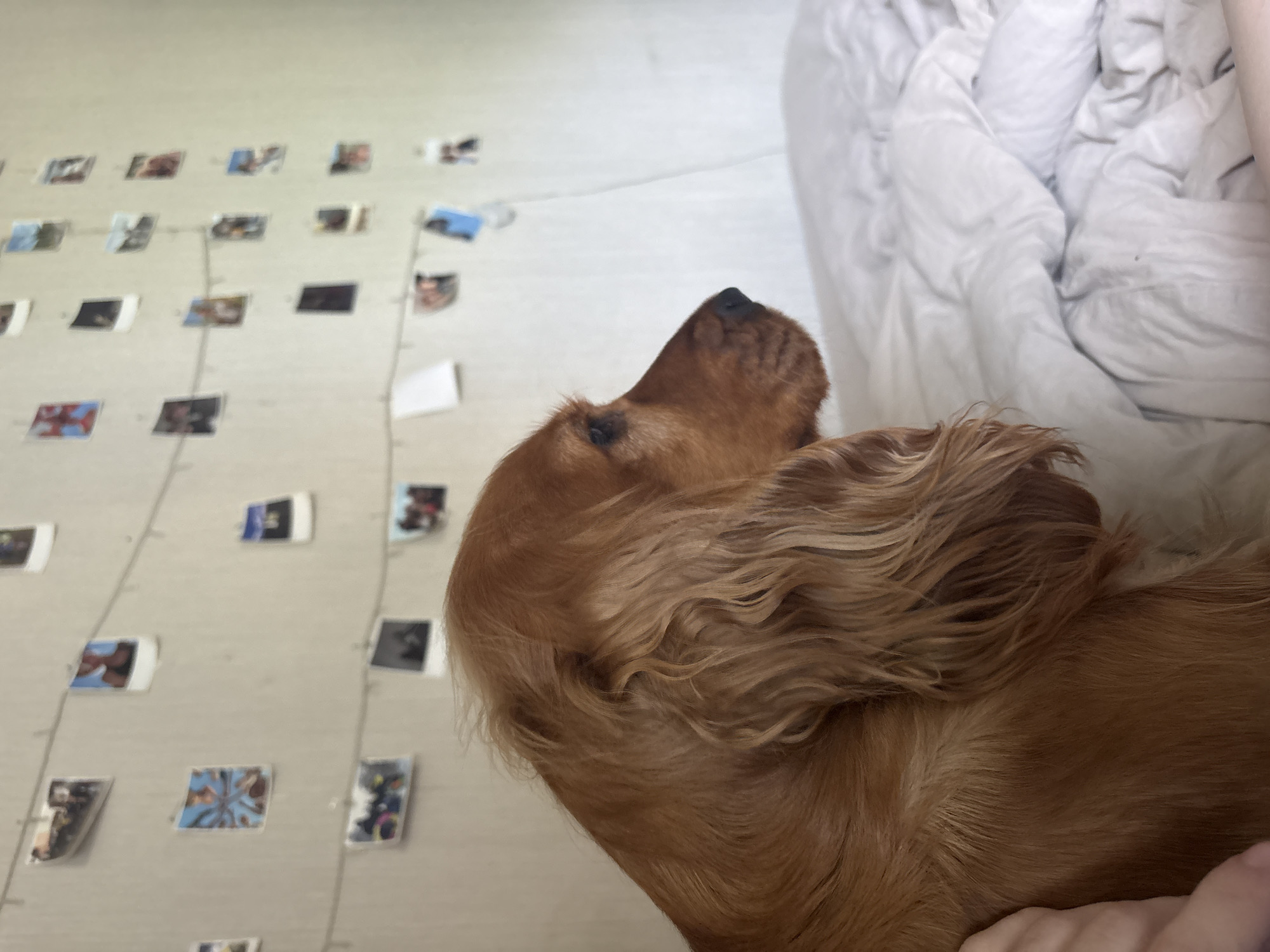 The image shows the head and neck of a golden-colored Cocker Spaniel dog, facing right. The dog's fur is a rich reddish-brown, with its long, wavy ear visible. The dog is positioned in front of a white, crumpled duvet, suggesting it is on a bed. In the background, a wall is adorned with a string of small photographs, clipped at intervals. The lighting is soft, casting a gentle illumination on the scene. The precise location in Krasnoyarsk, Russia cannot be determined from the visual information provided.