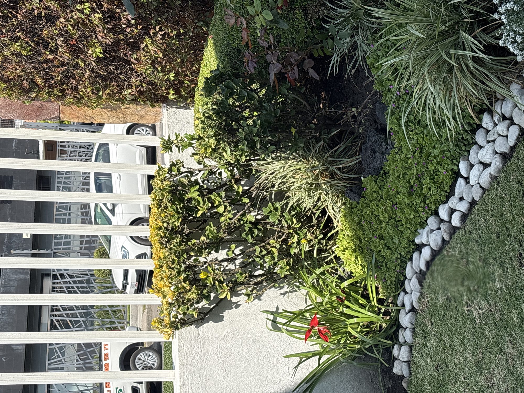 The image depicts a street scene in Puebla, Mexico, with a focus on a residential area. A white metal fence separates the viewer's perspective from a driveway where multiple white cars are parked. Adjacent to the fence is a garden area with a variety of plants, including bushes, small trees, ground cover, and flowering plants with red blossoms. A border of white rocks delineates the garden area from the adjacent lawn. The scene is well-lit, suggesting a sunny day.