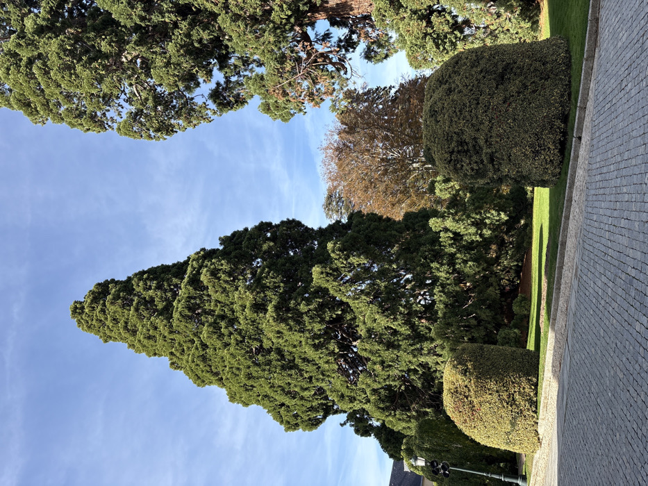 The scene depicts a well-maintained outdoor area, likely within the Royal Palace of La Granja de San Ildefonso gardens in San Ildefonso, Spain. In the foreground, a gray cobblestone surface, possibly a street or path, occupies the lower third of the image. It is bordered by a raised curb and a strip of green grass. Two large, dome-shaped, neatly trimmed hedges with variegated green foliage are positioned on the grass, one on the left and one on the right. A black lamppost with a classic design stands on the left side, partially obscured by the left hedge.
Dominating the midground and background are several mature trees under a clear, bright blue sky with faint cirrus clouds. A very tall, conical evergreen tree with dense green foliage stands prominently in the center-left, extending out of the frame at the top. To its right, another large evergreen tree with a wider, more irregular canopy is visible. Further back and to the center-right, a deciduous tree with brown and orange autumnal leaves provides a contrast in color. Other smaller green trees and shrubs are visible between these main features. A building with a light-colored facade and dark roof is partially visible behind the lamppost on the far left. The ground under the trees appears to be covered in green grass or low foliage, illuminated by sunlight from an unseen source, suggesting daytime conditions. No individuals or animals are present.