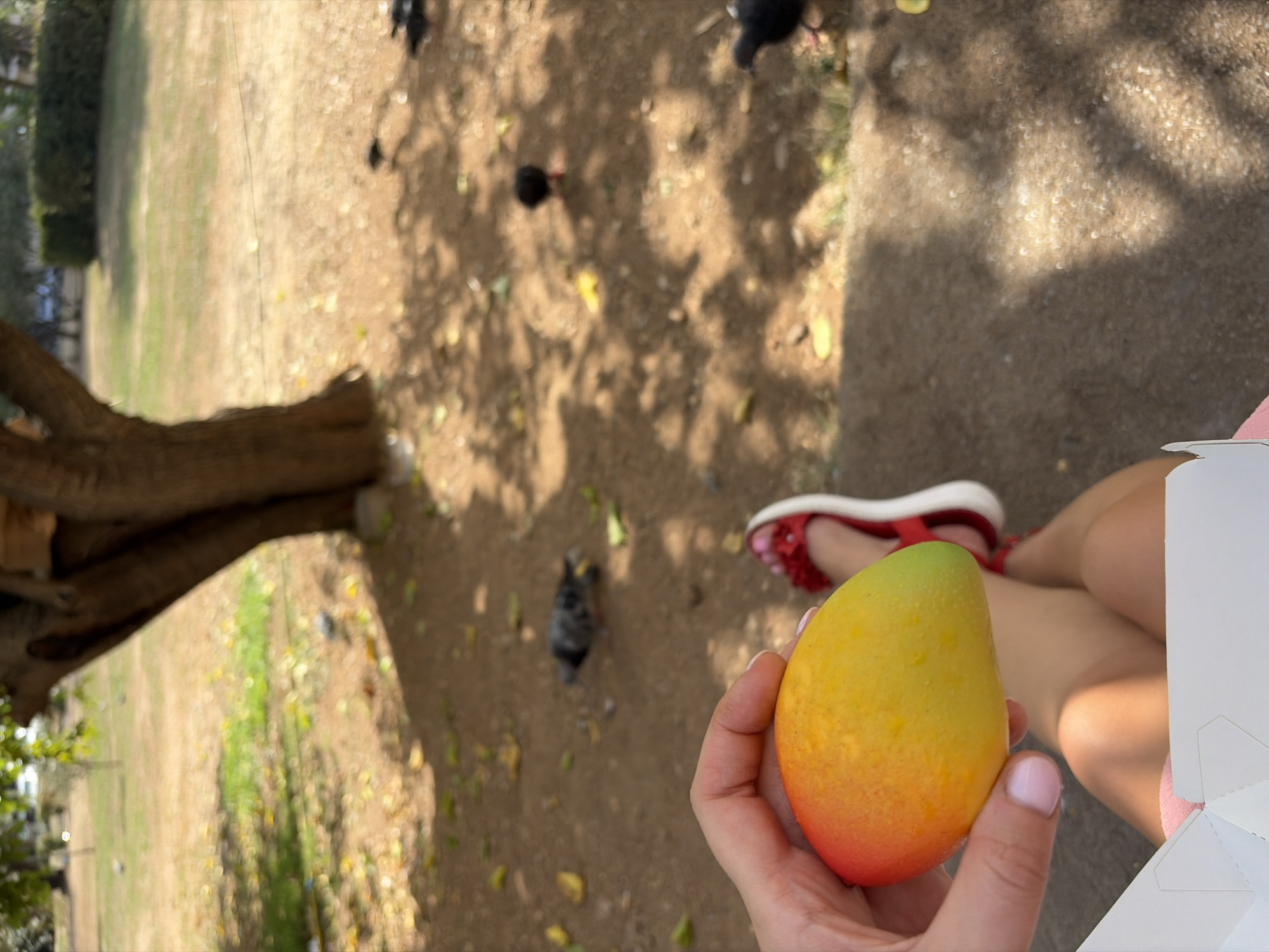 A person's hand holds a ripe mango with red and yellow coloring in the foreground. To the right, the person's legs are visible, wearing red sandals with a floral design. They appear to be sitting on a bench or the ground. In the background, a park setting is depicted with a large tree trunk casting shadows on the sandy ground, which is scattered with fallen leaves. Several pigeons are present on the ground, with one in focus near the person's feet, and others scattered further into the background. The environment suggests an outdoor public space, possibly a park or garden area within the city of Budva, Montenegro.