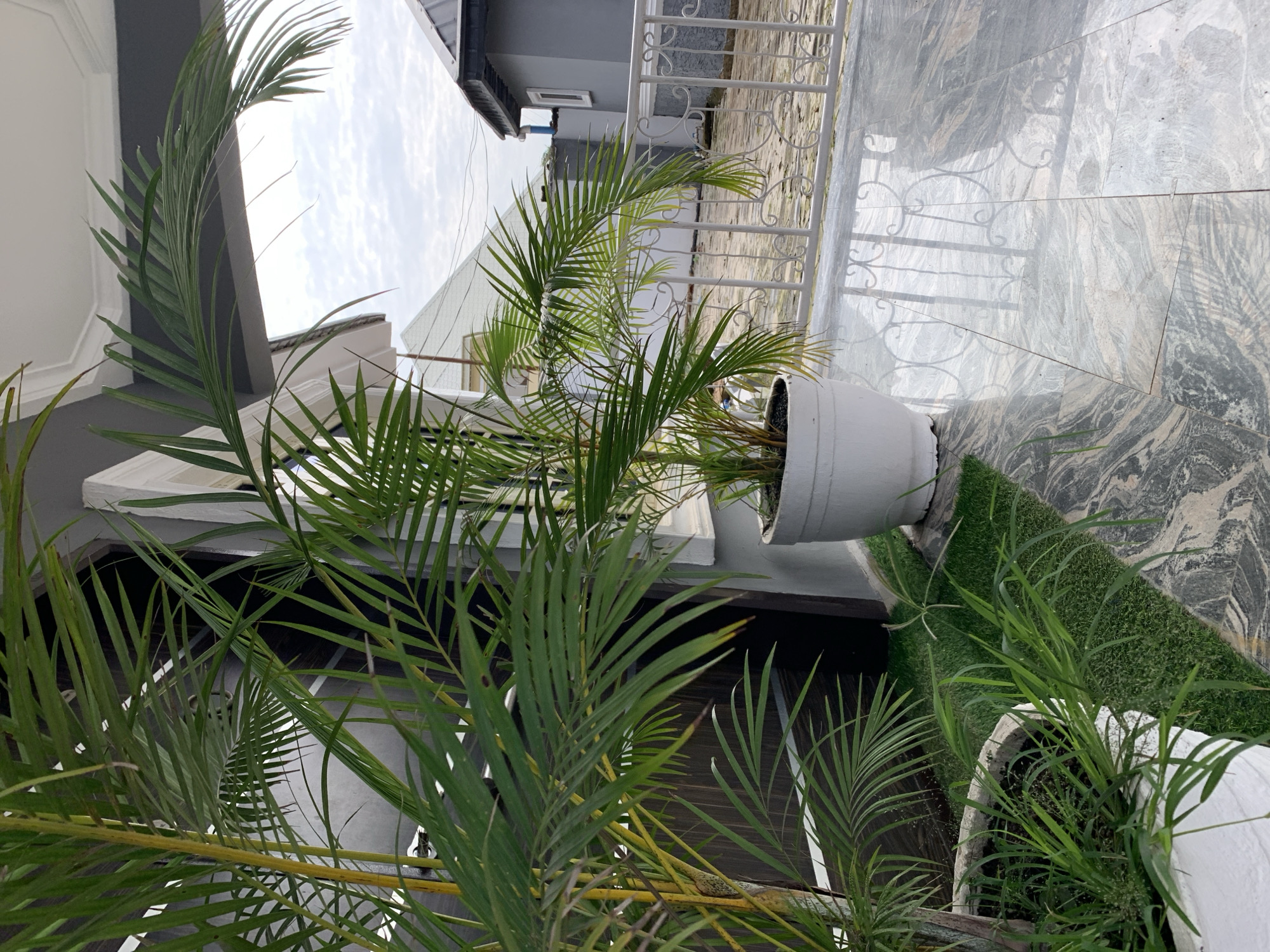 This is a medium shot, eye-level, outdoor, daylight photograph taken in Gura Top, Nigeria. The scene captures a paved patio area with a white railing. In the foreground, two white planters are visible, one with a large palm plant and the other containing shorter grass. The palm plant's fronds partially obscure the view of a dark wooden door and a grey building in the background. The patio floor is made of large, polished grey tiles with a marble-like pattern. Beyond the white railing, another grey building with a black roof is visible, along with a white structure and overhead wires. The sky is overcast.