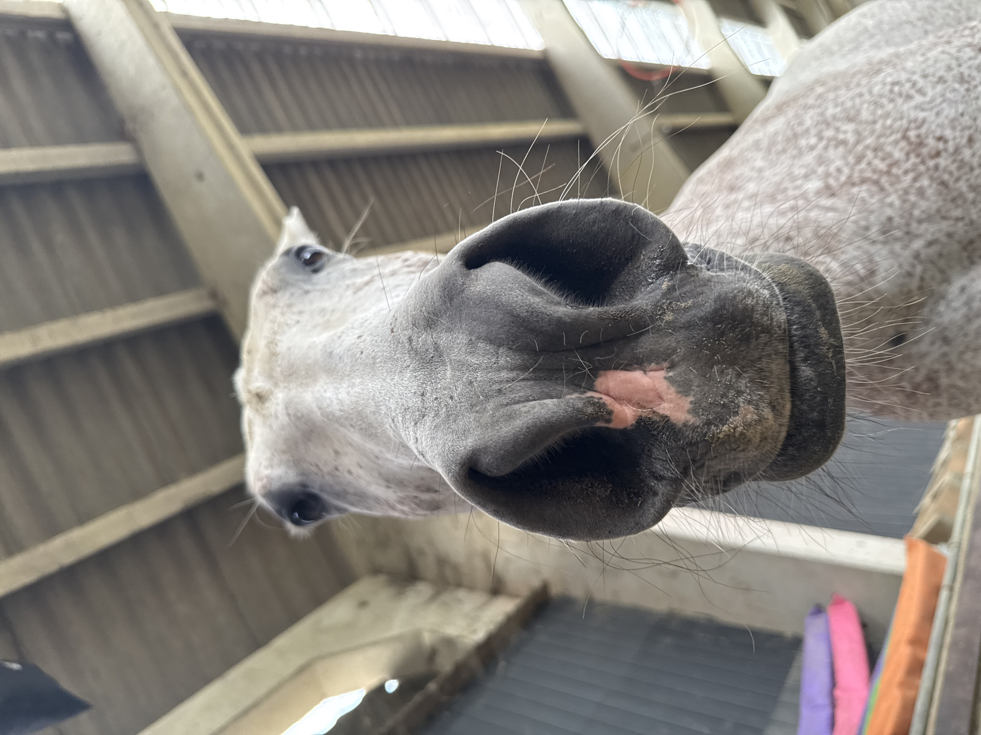 A close-up, low-angle shot captures the face of a dapple grey horse inside a stable. The horse's muzzle, dominated by a pinkish patch, is the primary focus, with its nostrils and the coarse hairs surrounding them clearly visible. The horse's eye is partially visible in the upper left quadrant of the image. The background consists of the interior of a stable, with wooden beams and roof panels of a barn-like structure overhead. In the lower left portion of the image, several colorful padded mats are stacked, suggesting they are used for equestrian activities. The lighting suggests an indoor environment, possibly during the daytime, with light filtering in from an unseen source. The location is identified as Estaimpuis, Belgium.
