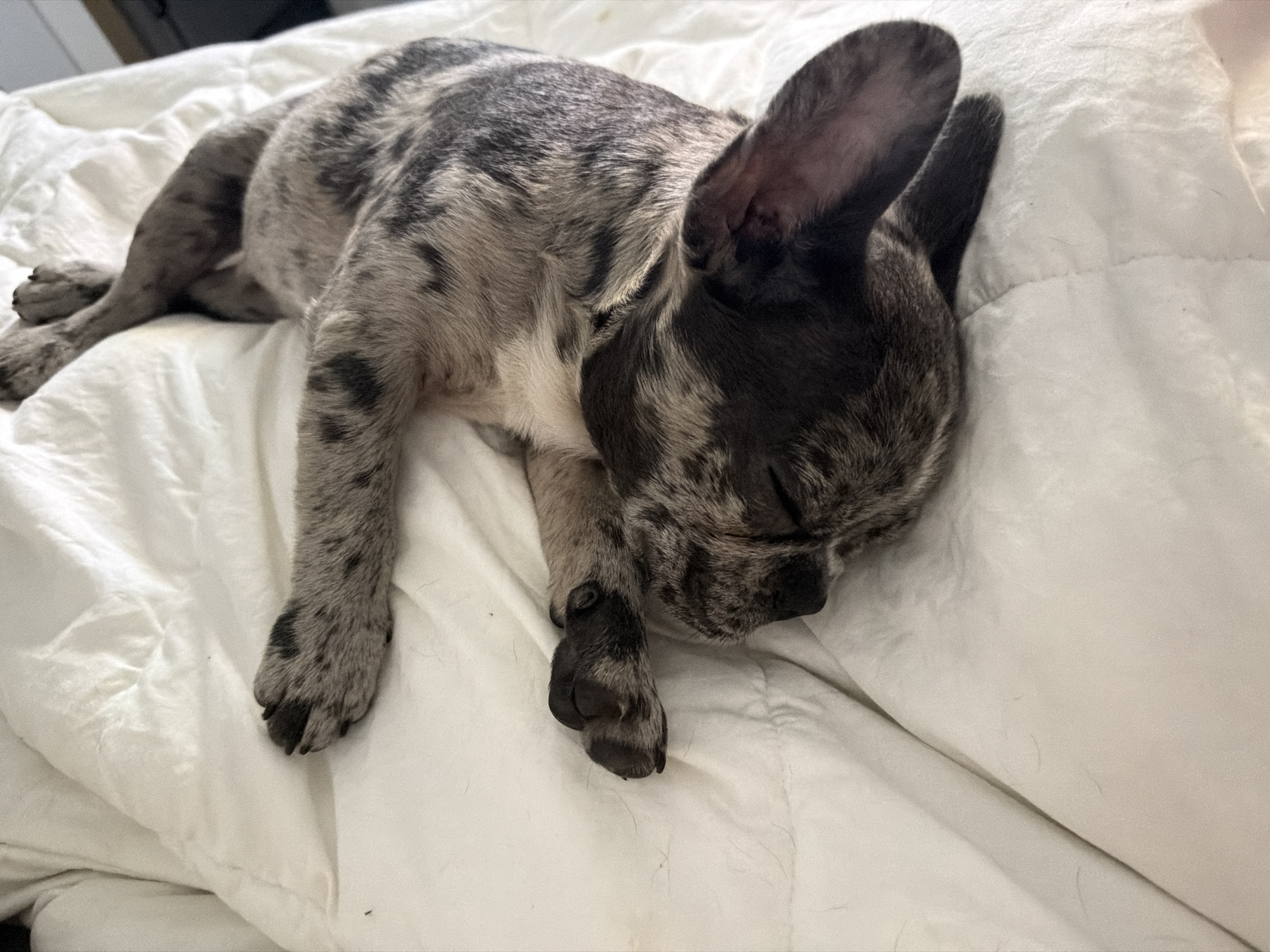 A merle French Bulldog is sleeping on a white, quilted comforter. The dog is lying on its side with its head resting on the comforter. Its eyes are closed and its ears are perked up. The dog's fur is a mixture of gray, black, and white. The comforter is wrinkled and has some dog hair on it. The lighting in the image is soft and diffused, suggesting it was taken indoors during the day. There is no indication of the location being Moscow, Russia.