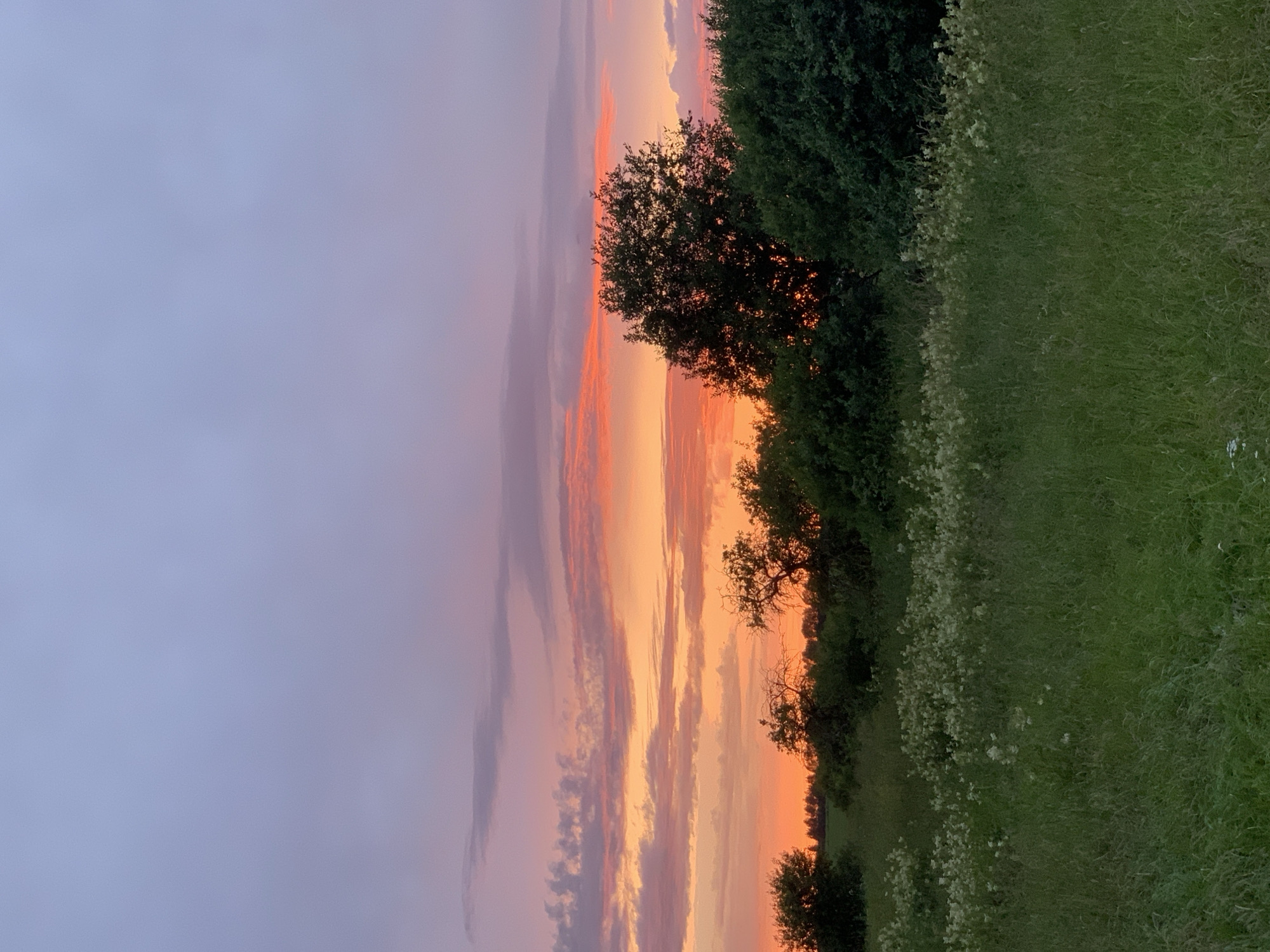 The image depicts a natural landscape at dusk. The sky is a gradient of purple and pink hues, with streaks of orange from the setting sun. Wispy clouds are scattered across the upper portion of the sky. Below the sky, a line of trees and dense foliage forms a dark silhouette against the vibrant sky. The trees vary in shape and size, with some appearing bare and others full. In the foreground, a field of tall green grass is dotted with small white wildflowers. The overall scene is tranquil and serene, suggesting an outdoor setting in a rural area. While the specific location is stated as Відзаўскі сельскі Савет, Belarus, the image itself does not contain any explicit markers to confirm this. There are no people or animals visible in the frame.
