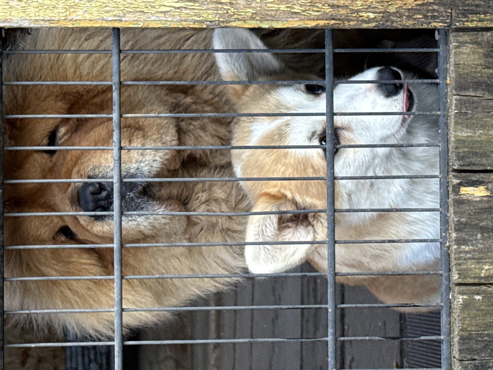 This media file shows two dogs, one with golden-brown fur and the other with white fur, peering through the bars of a cage. The cage appears to be made of metal bars and wooden slats. The dogs' faces are visible, with their eyes and noses discernible. The golden-brown dog's face is on the left, and the white dog's face is on the right. The white dog has its tongue slightly out. The background is dark and indistinct, suggesting they are in an enclosure or shelter. The lighting is somewhat dim, and there are no clear indicators of the time of day or weather. The setting appears to be an outdoor or semi-outdoor enclosure, possibly in a rural or less urbanized area given the wooden elements. No text is visible in the image. The dogs' expressions are neutral, but their proximity and shared confinement suggest they may be companions. The location context is Votkinsk, Russia.