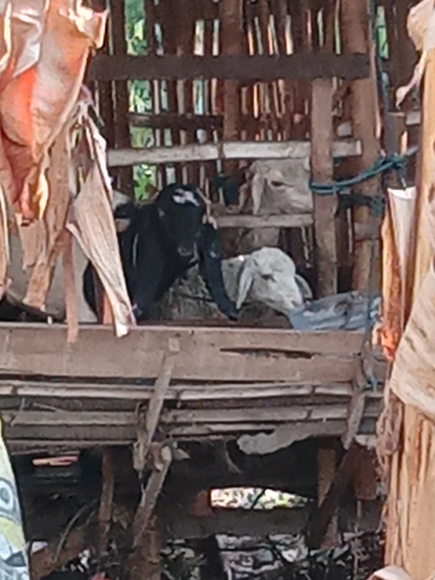 The image depicts a rustic, open-air animal enclosure constructed from wood and bamboo in Sukoanyar, Indonesia. Inside the enclosure, two goats are visible. One goat, with predominantly black fur and white markings on its face, is positioned in the left half of the frame. To its right, a second goat with light-colored fur, possibly white or light grey, is also visible. The enclosure appears to be elevated, with wooden planks forming the floor and walls. Various pieces of fabric, possibly clothing or tarps, are draped over the exterior structure, some appearing faded and weathered. The background reveals a densely vegetated area, suggesting a rural or semi-rural environment. A blue rope is tied around one of the wooden support posts of the enclosure. The overall impression is one of a functional, albeit simple, animal housing setup.