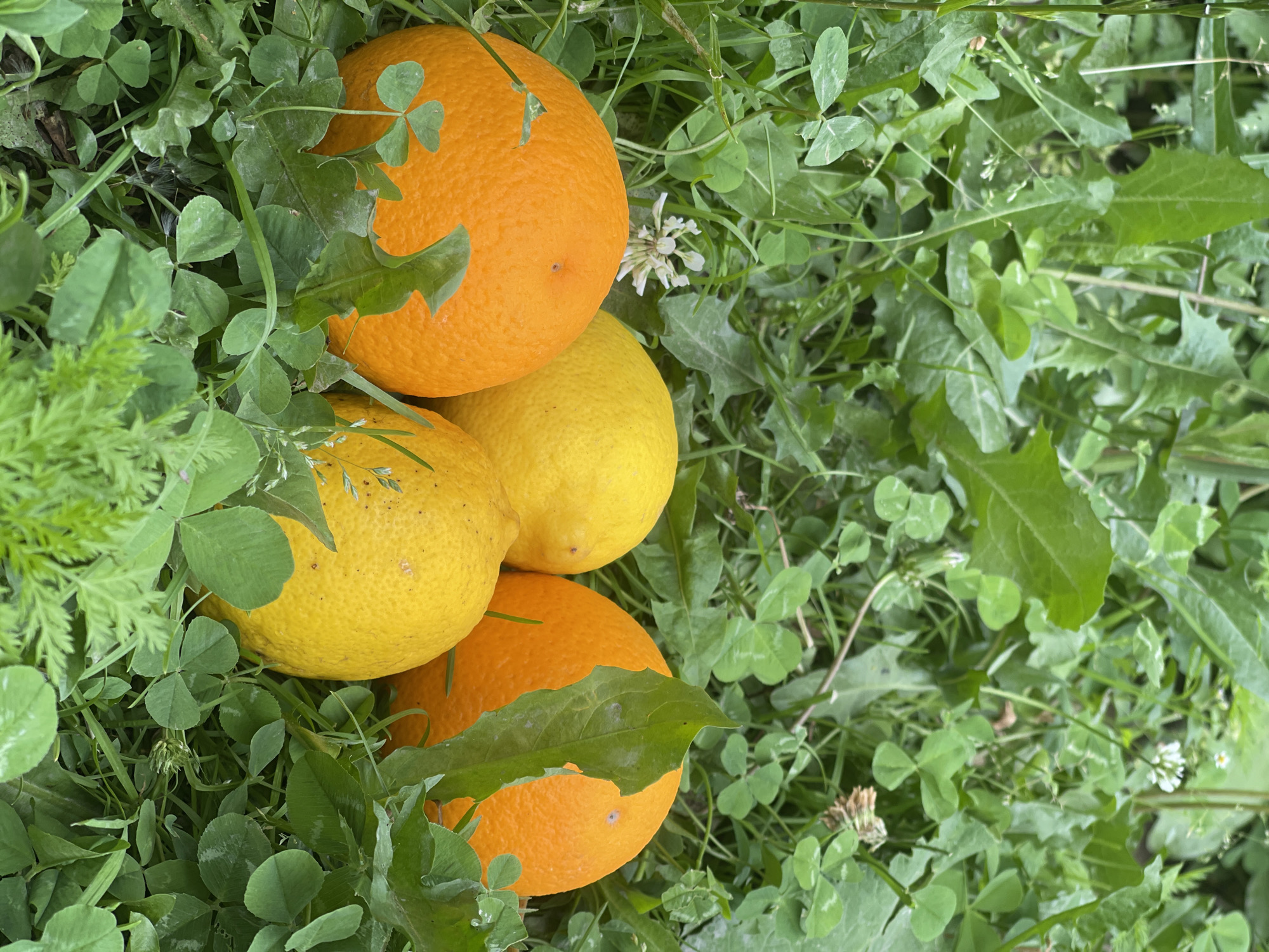 Four citrus fruits, two oranges and two lemons, are resting in lush green grass. The oranges are a vibrant orange color, while the lemons are a bright yellow. The grass is thick and interwoven with clover and other small green plants. The lighting suggests it is daytime, with soft, natural light illuminating the scene. The image captures a still life composition of these fruits amidst the natural backdrop of the field.