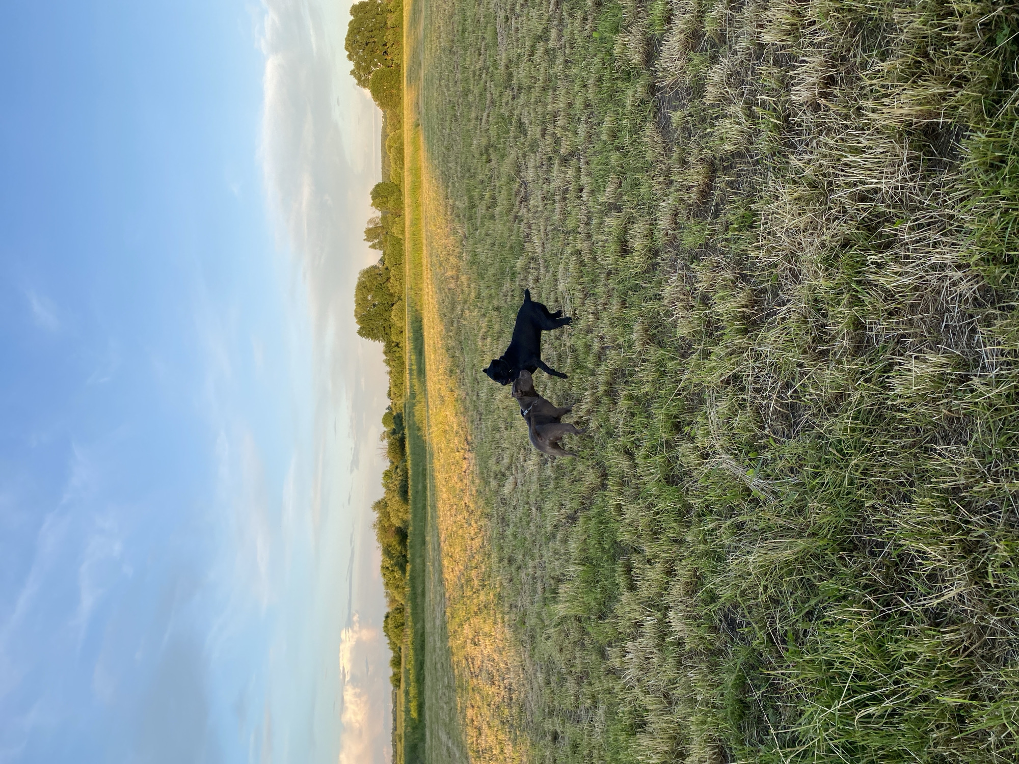 Two dogs are playing in a large, grassy field. One dog is black and the other is greyish-brown. The field is dry and appears to be mown. In the background, there is a line of trees under a pale blue sky with scattered clouds. The sun is casting long shadows across the field, indicating it is likely late afternoon or early evening.