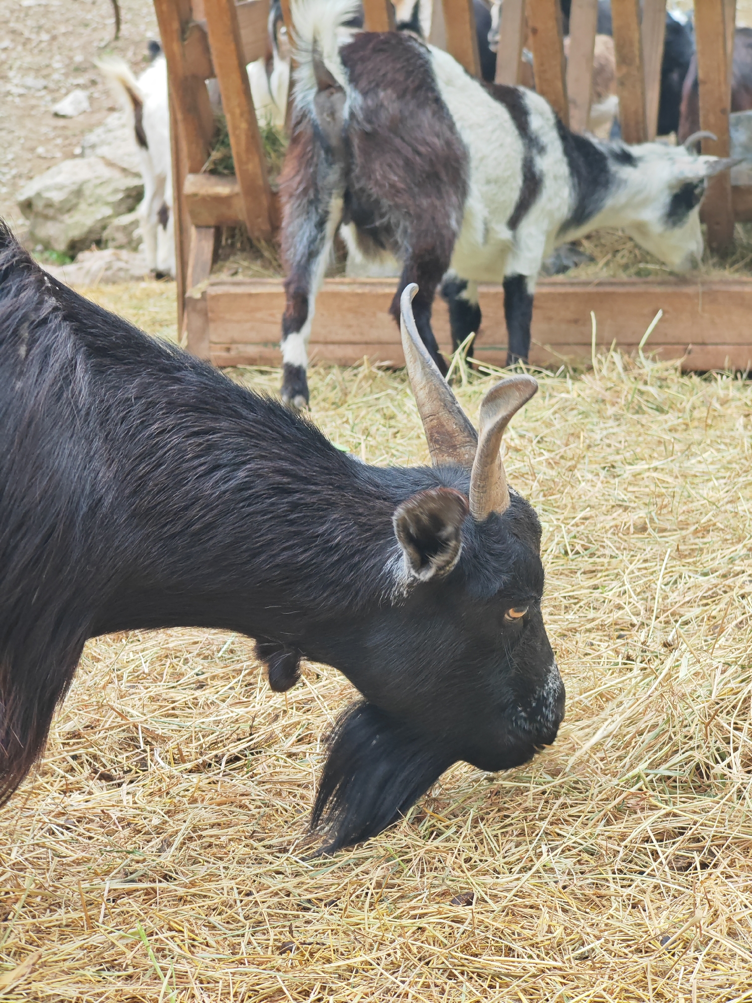 A close-up captures the left profile of a black goat with prominent horns and a distinctive beard, grazing on straw. In the background, other goats are visible, feeding from a wooden trough. The location is presumed to be in Shumen, Bulgaria.