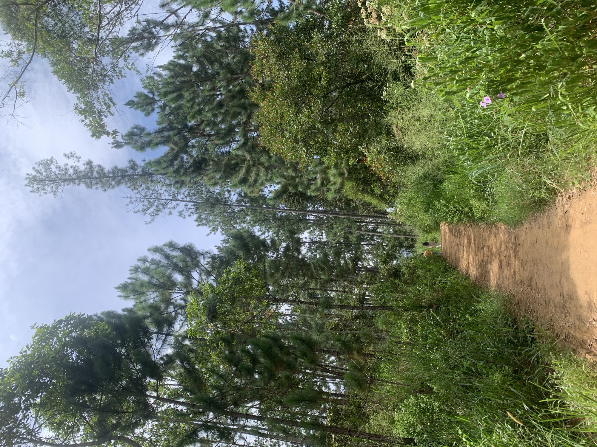 This image depicts a dirt path winding through a dense forest. Tall pine trees dominate the landscape, interspersed with lush green foliage and tall grasses. The path is a light brown color and appears well-trodden, suggesting it is a popular walking or hiking route. In the distance, two figures, one appearing to be a person walking a dog, are visible on the path. The sky above is partly cloudy. The scene is characteristic of the natural beauty found in Ella, Sri Lanka, a popular tourist destination known for its scenic hiking trails and verdant landscapes. The environment appears tranquil and untouched, with the vibrant greenery contrasting with the earthy tones of the path. The overall impression is one of a serene natural setting, inviting exploration and enjoyment of the outdoors.