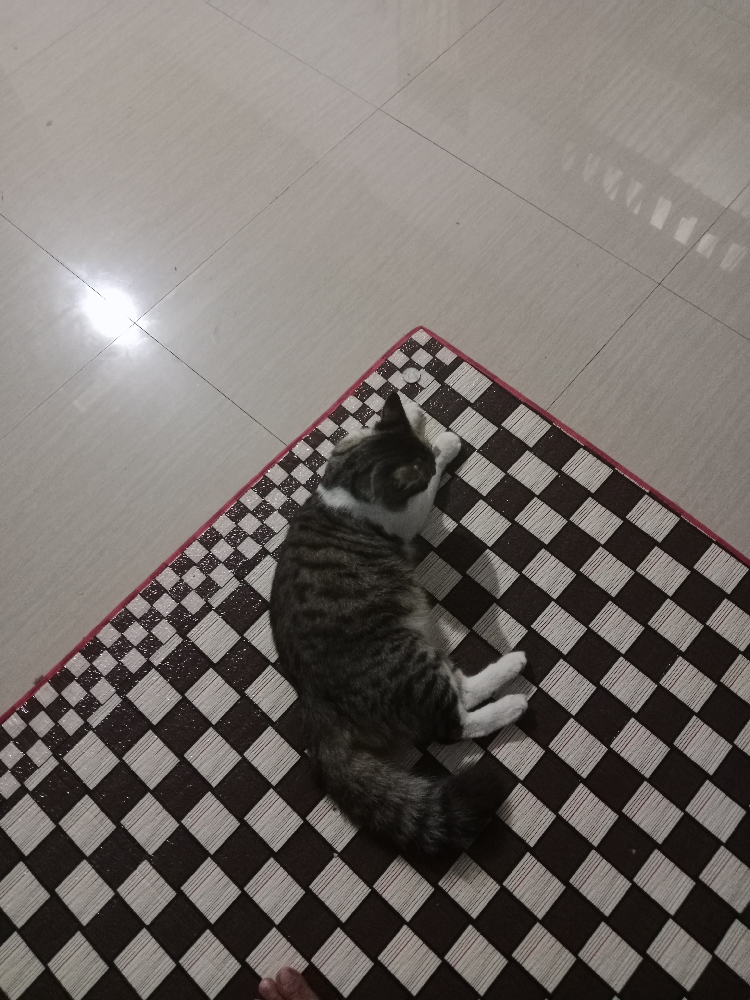 In Sumberasri, Indonesia, a domestic cat, appearing to be a tabby with white markings, rests on a checkered mat. The mat features a pattern of alternating dark brown and light brown squares. The cat is curled on its side, with its head tucked down, and its paws visible. The mat is placed on a light-colored tiled floor, which shows a bright reflection from a light source. The scene is captured from an overhead perspective.