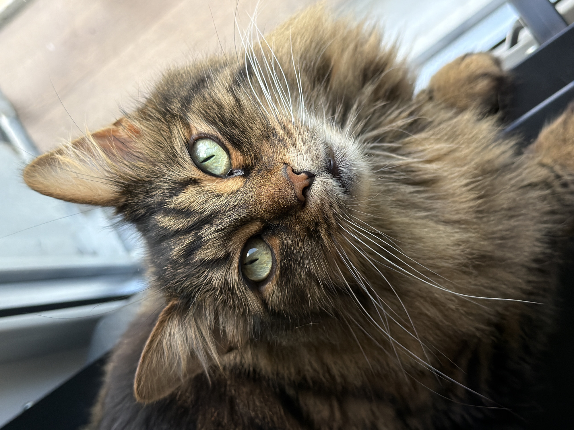 A close-up, eye-level, high-angle shot shows a medium-haired cat with green eyes and brown and black tabby markings. The cat is looking directly at the camera, with its head slightly tilted. Its fur is long and fluffy, especially around its face and chest. The cat has white whiskers that fan out from its nose. Its nose is a dark pinkish-brown color. The background is out of focus, but appears to be a window with vertical blinds or a similar structure. The overall lighting is natural, coming from the side.