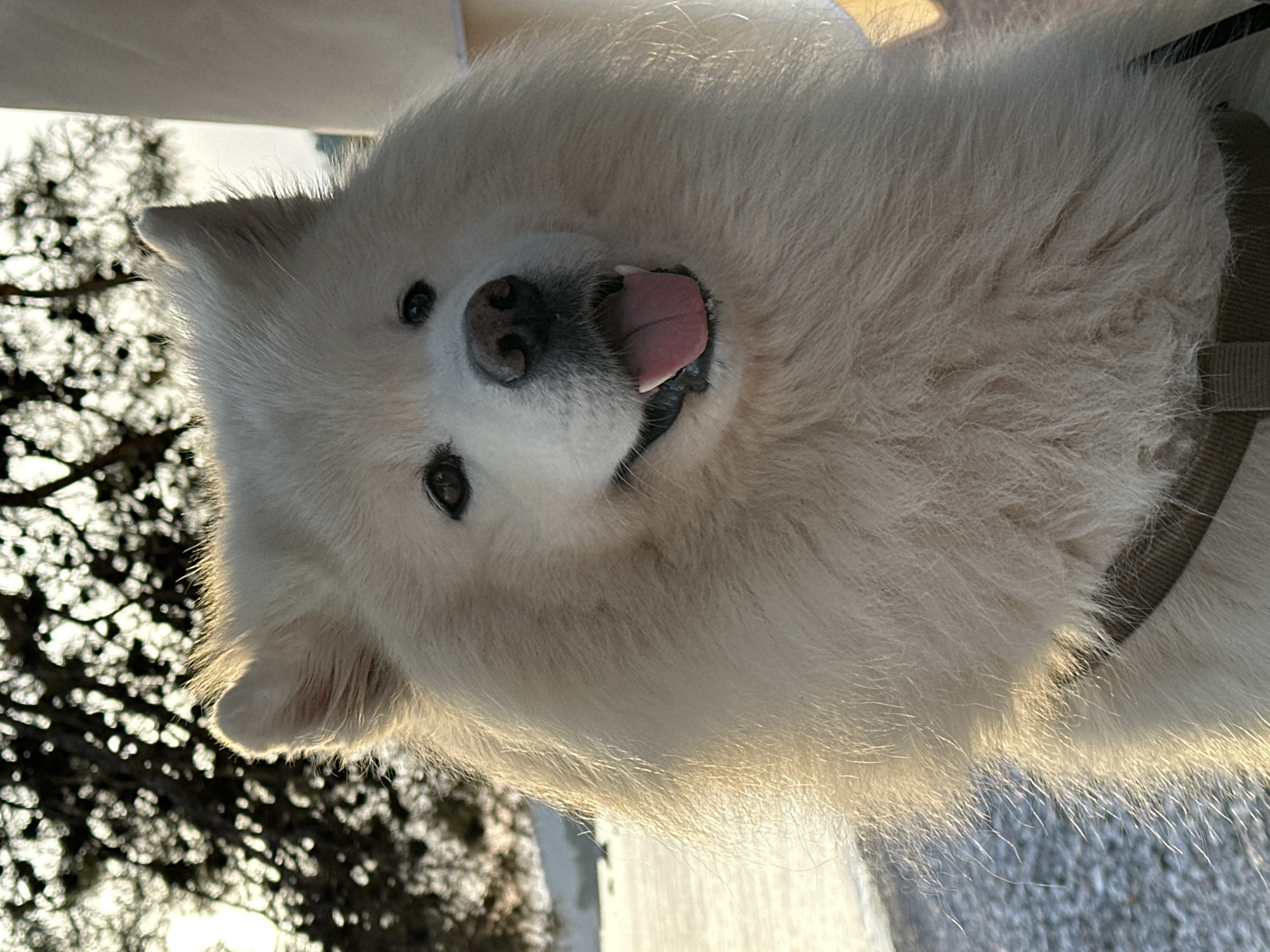 A close-up, slightly tilted view of a white Samoyed dog. The dog is panting with its tongue out and appears to be wearing a harness. In the background, silhouetted branches are visible. The location is likely Bar, Montenegro as indicated by the prompt.