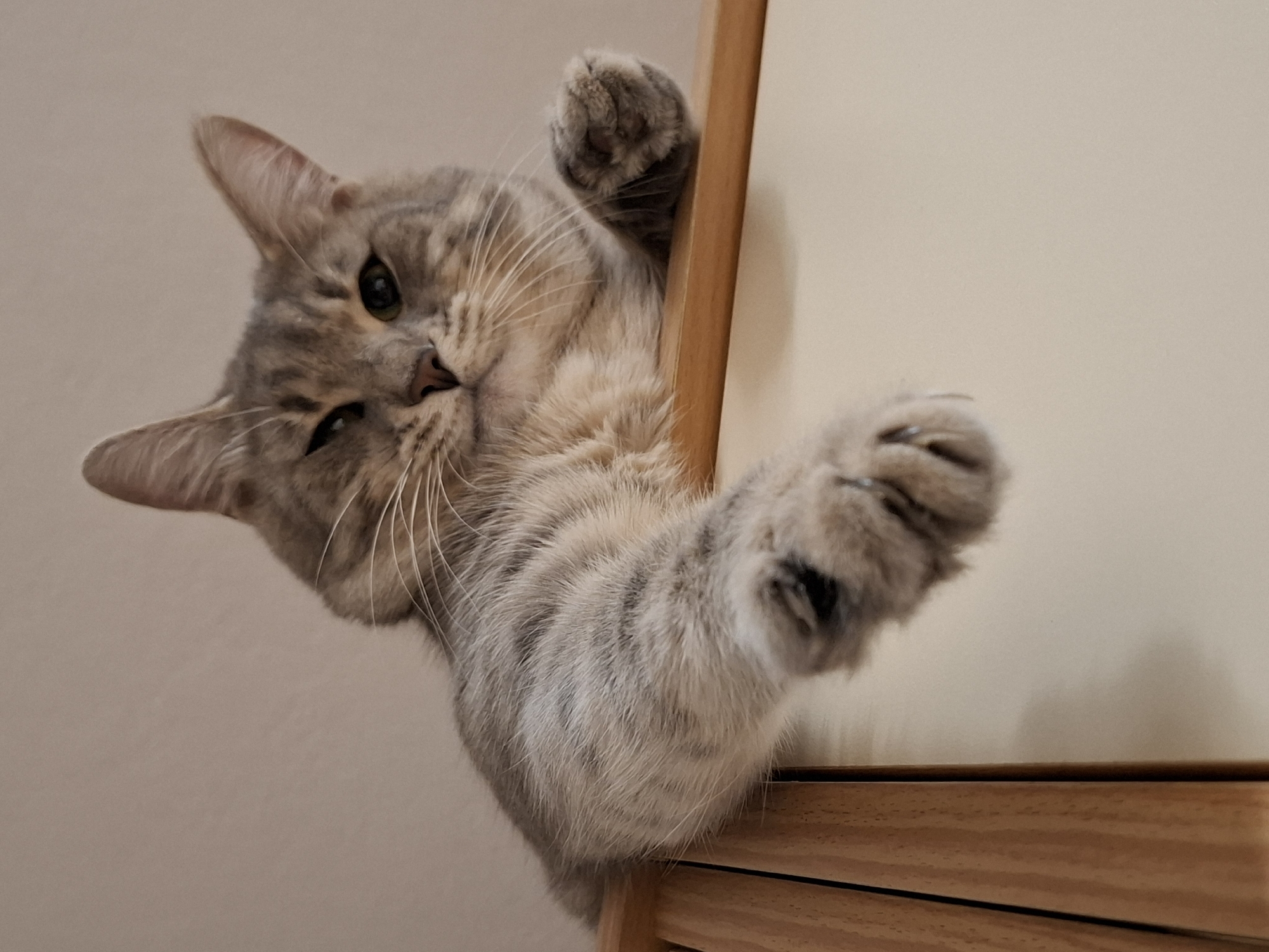 A close-up photograph captures a curious domestic cat peering over the edge of a light-colored wooden structure, likely a shelf or furniture. The cat, a tabby with beautiful grey and light brown fur patterns, is positioned with its head tilted downwards and to the left. Its left eye appears playfully squinted or closed, creating a "winking" expression, while its right eye, a vivid green or amber, looks directly towards the viewer. Long, white whiskers frame its pinkish-brown nose.
One of the cat's front paws is visible, firmly gripping the top edge of the wooden structure, with its claws slightly extended. The other paw is extended forward into the foreground, completing the impression that the cat is reaching out or holding on. The wooden element has a clear, light grain and occupies the right side of the frame, providing a contrast to the cat's soft fur. The background is a plain, light beige or off-white wall. The overall lighting is soft and natural, indicating an indoor setting. The image conveys a sense of playfulness and engagement from the feline subject. No text is visible in the image. This scene is set in Novi Sad, Serbia.