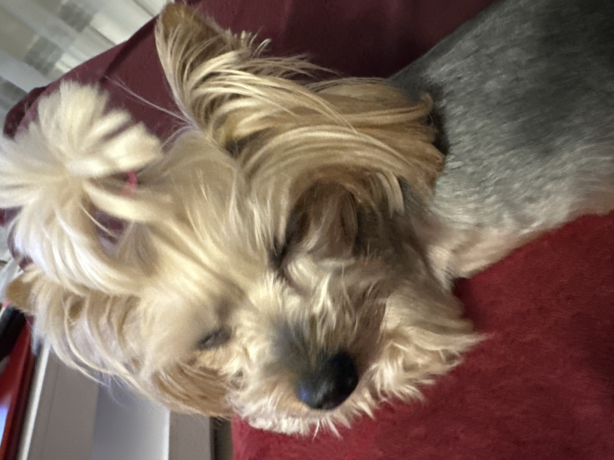 A close-up, slightly angled shot depicts a small, long-haired dog with closed eyes, lying on a red surface. The dog's fur is predominantly golden and tan around its face, transitioning to gray on its body. The dog has a white pom-pom style hair tie on the head. The setting is indoors, with a glimpse of a light-colored wall or furniture visible in the periphery of the frame. The location in Sofia, Bulgaria, cannot be determined from the image.