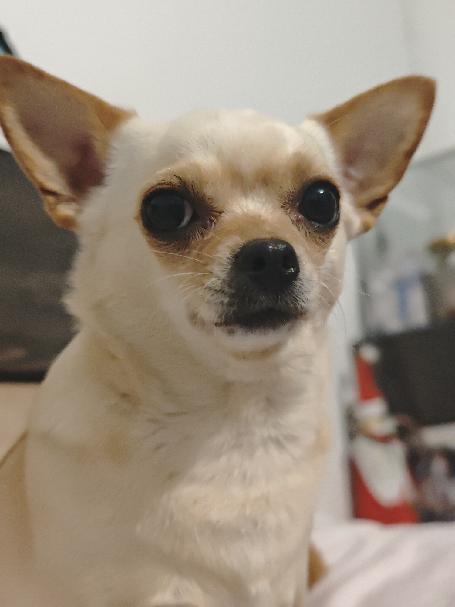 The image is a close-up of a Chihuahua-type dog. The dog has tan and white fur, with large erect ears that are tan on the inside. Its eyes are large and black. The dog's nose is black, and the fur around its muzzle is a mix of white and tan. The background is blurred, but suggests an indoor setting with indistinct shapes that could be furniture or objects. There is no evidence of the location being Sofia, Bulgaria.