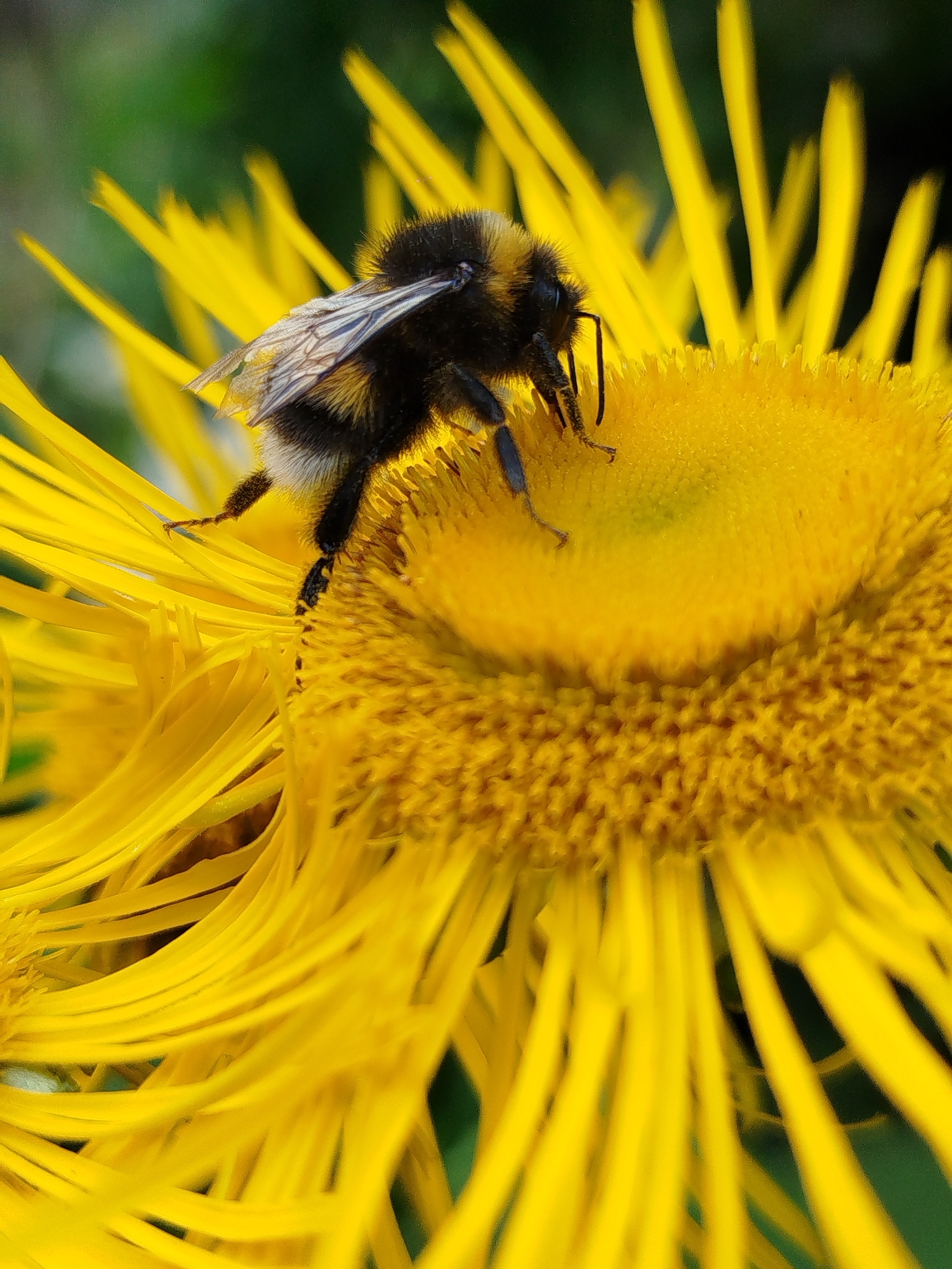 A close-up, low-angle shot captures a bumblebee foraging on a vibrant yellow flower. The bee, predominantly black with yellow stripes, is positioned on the flower's center, its wings slightly spread. The flower, with its numerous ray florets, creates a vivid yellow backdrop, with hints of green foliage visible in the blurred background. The image appears to be taken outdoors, likely in a garden or natural setting, given the presence of flora and the bee. The location is stated to be Чкаловское Снт, Russia.
