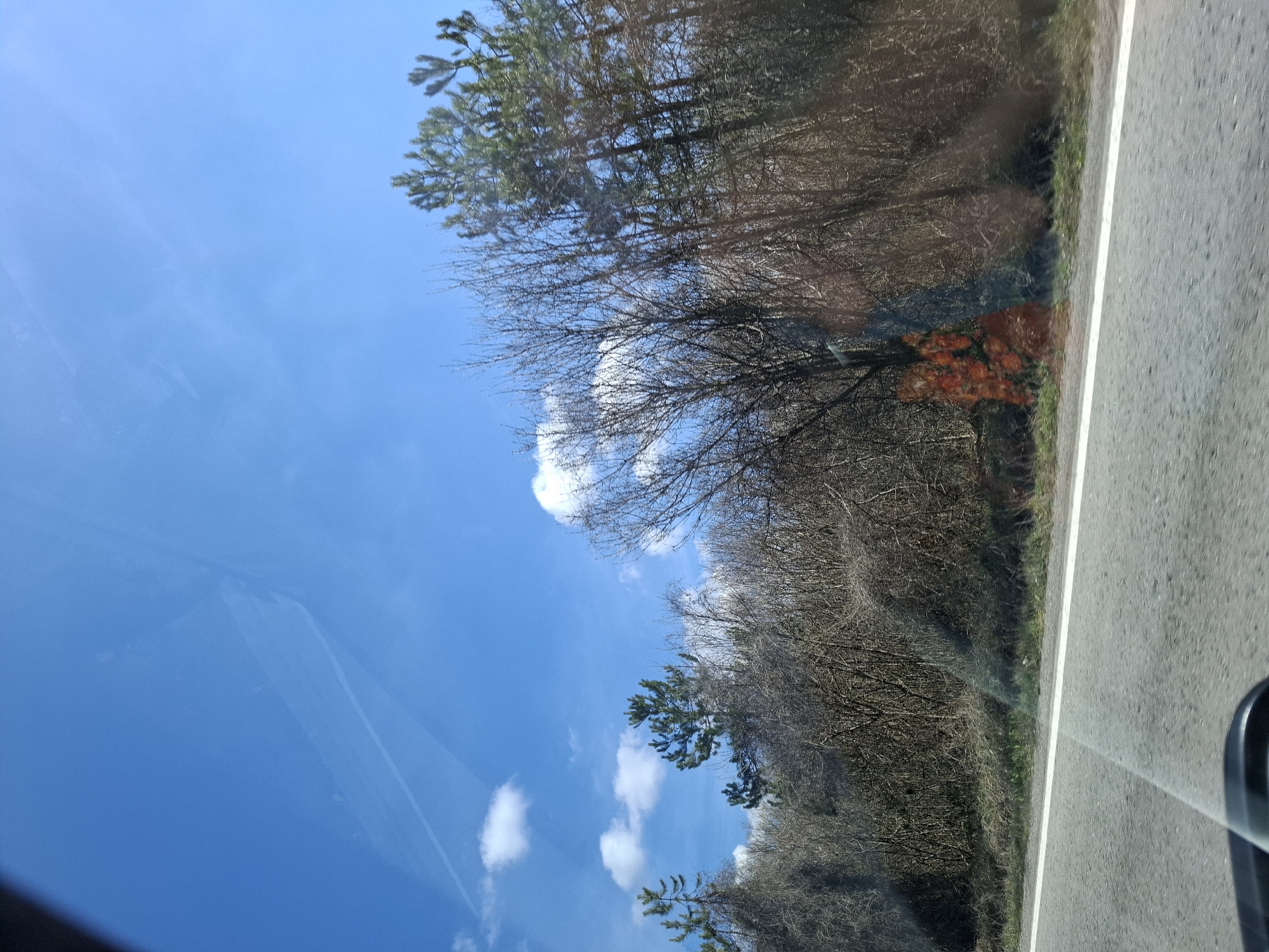 The image shows a view from inside a vehicle, likely a car, in Bogyovtsi, Bulgaria. The scene depicts a roadside environment with a clear blue sky and scattered white clouds visible through the windshield. A dense line of bare trees and evergreen pines stretches along the right side of the frame, bordering a paved road with a white lane marker. The foliage appears dormant, suggesting it could be late autumn, winter, or early spring. There is a section of orange foliage visible which may be a reflection, or a small section of a tree with changing colors. The road surface is gray and shows signs of wear. The vehicle's side mirror is partially visible in the bottom right corner. No people are visible in the scene.