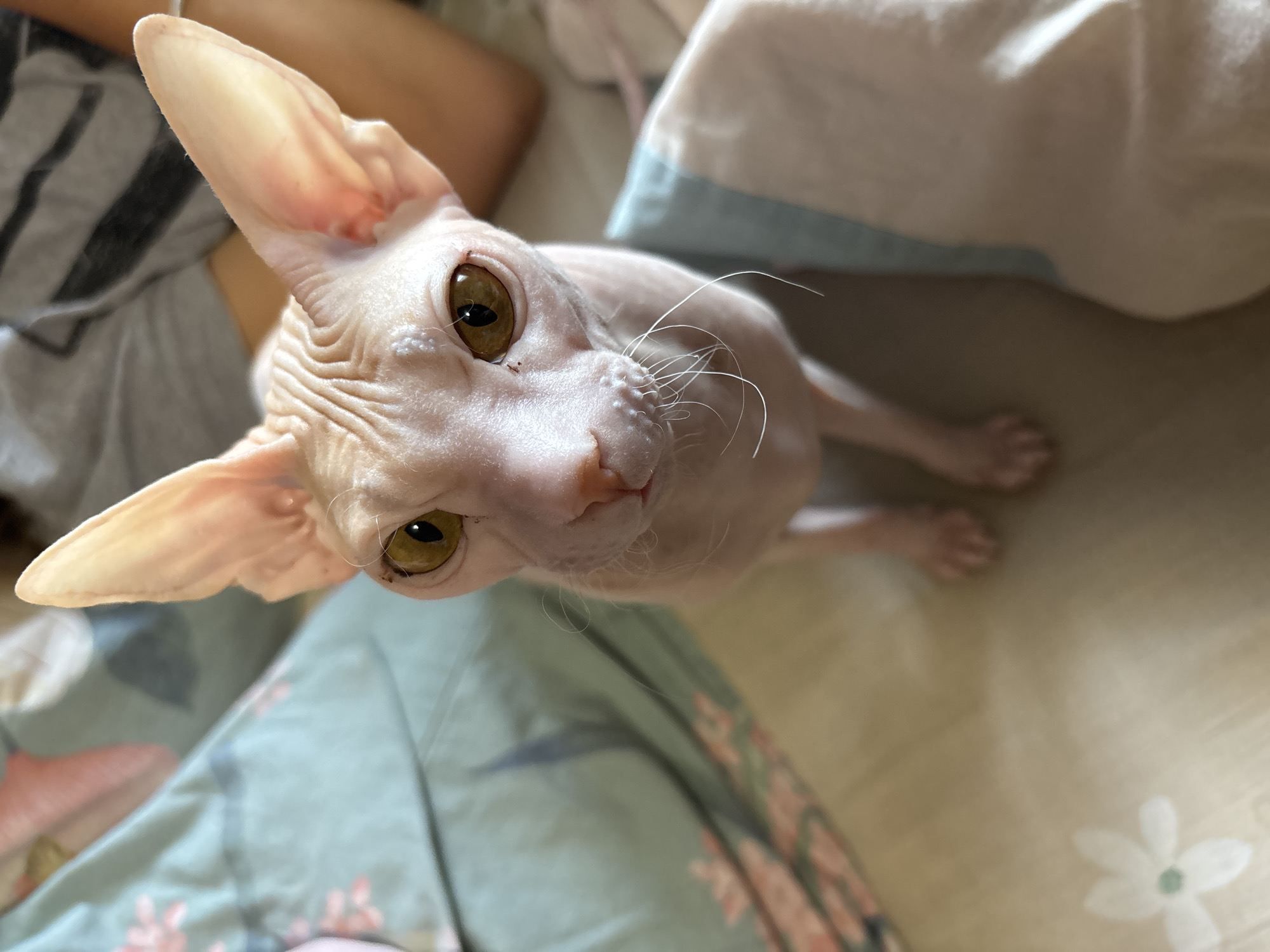 A close-up, eye-level shot shows a hairless cat, likely a Sphynx, with large, prominent ears and amber eyes. The cat is positioned in the foreground, looking directly at the camera. It is seated on a light-colored surface, possibly a bed or sofa, with a blue and white striped fabric to its right. In the background, to the left, is a teal-colored surface with a floral pattern, possibly a blanket or duvet. The overall setting suggests an indoor environment, likely a domestic residence. No specific location in Bila Tserkva, Ukraine can be determined from the image.