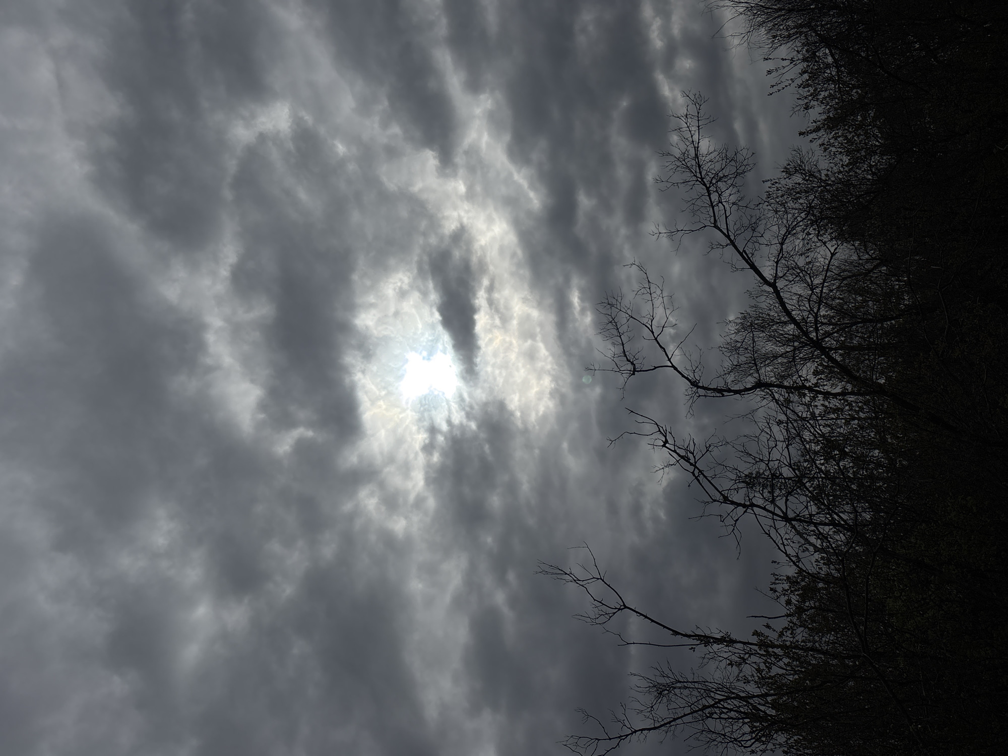 The image shows a low-angle view of a cloudy sky with the sun partially obscured. Silhouetted tree branches are visible in the upper right corner, darkening towards the right edge of the image. The sky consists of dark, layered clouds. There is no indication of a specific location or city. There are no people, other animals, or man-made objects depicted other than trees.