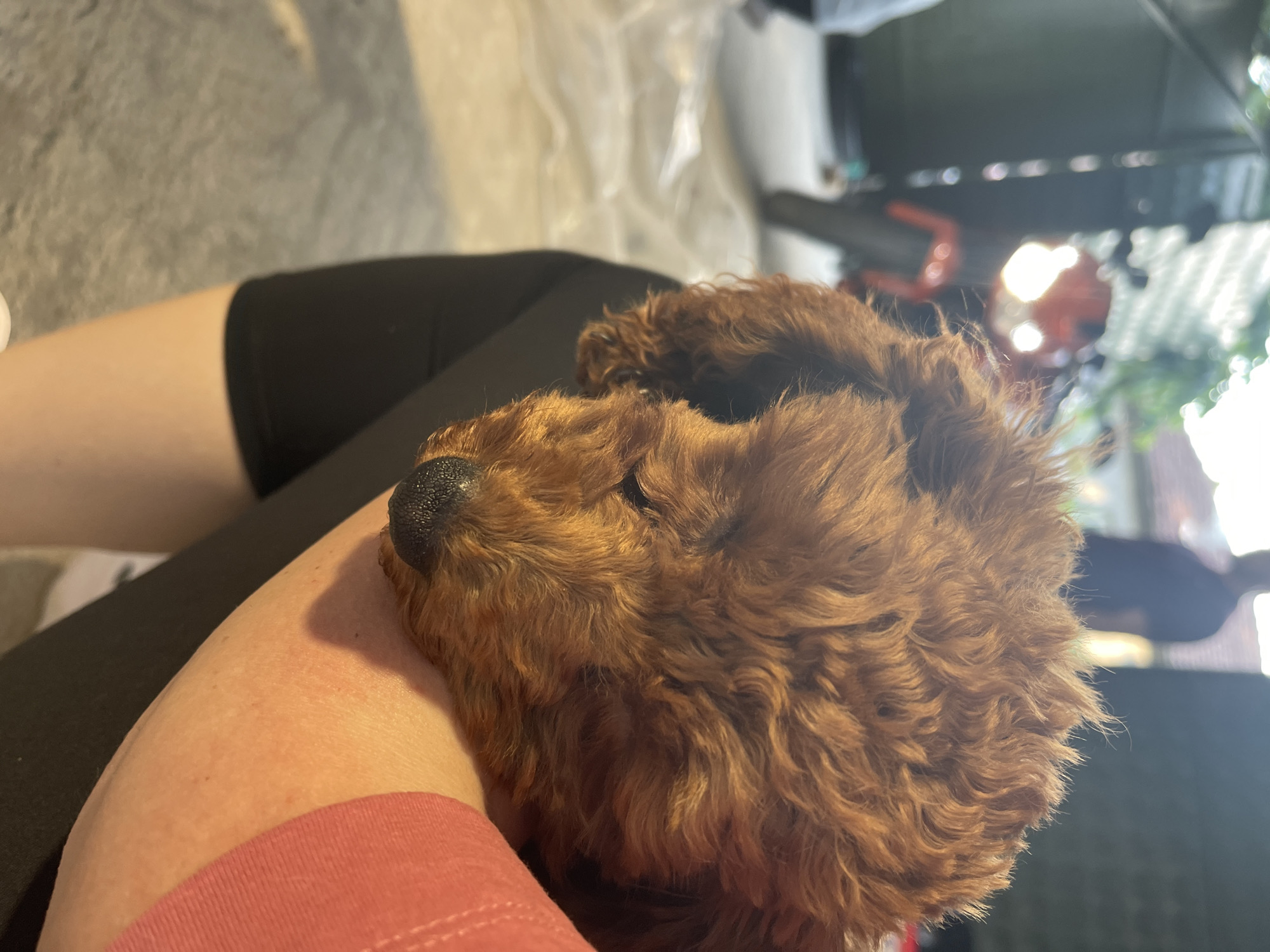 A close-up shot shows a brown, fluffy puppy resting on a person's arm. The person is wearing a pink shirt and black pants. The puppy's head rests against the person's bare arm. The puppy's nose is dark and textured. The background includes a couch, an outdoor area with foliage, and possibly a grill. The location is indeterminable.