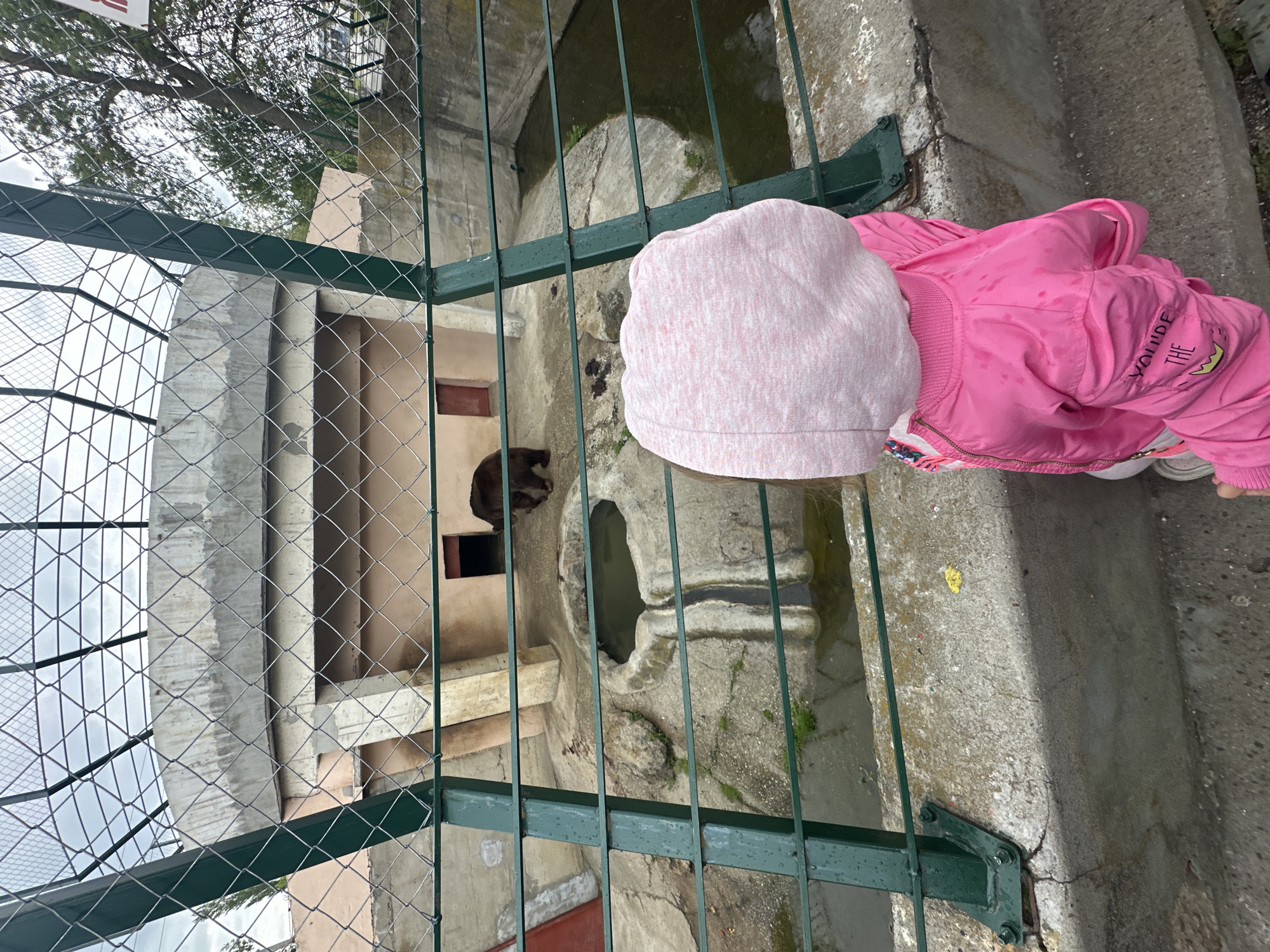 A child wearing a pink hat and jacket stands in front of a green metal fence, looking into an enclosure that contains at least one brown bear. The enclosure appears to be made of concrete, with an artificial pool of water. The child is standing on a concrete ledge. A wire mesh fence is visible in the background. The location is implied to be Pavlikeni, Bulgaria.