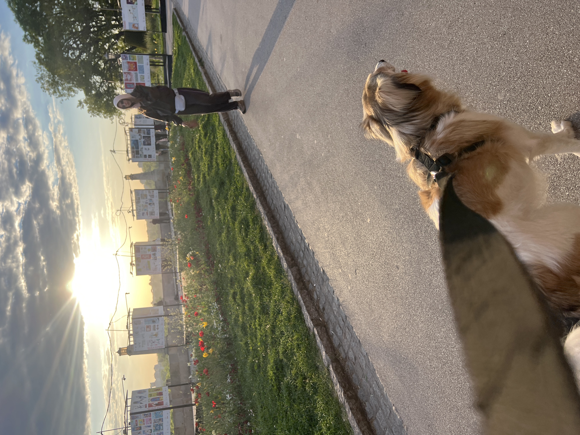 An outdoor scene in Belgrade, Serbia, captures a pleasant moment during the golden hour, likely sunset or sunrise, given the low, bright sun. The image is taken from a low, first-person perspective, looking forward along a paved pedestrian path.
In the immediate foreground, a medium-sized dog with light brown and white fur is prominently featured. It wears a black harness and its head is tilted upwards and slightly to the left, as if looking at something beyond the frame or enjoying the air. Its fluffy fur is illuminated by the warm sunlight, and a hint of its tongue or a red collar detail is visible near its mouth.
Further along the path, a person is walking, partially silhouetted against the bright sky. They are dressed in dark clothing and a light-colored beanie or hat, carrying what appears to be a white fanny pack or small bag across their front.
To the left of the path is a neatly maintained grassy strip interspersed with red and yellow flowers, bordered by a low stone or concrete curb. Beyond this green area, several vertical display boards are arranged in a row, possibly showcasing art, photographs, or informational content. While the specific text is illegible, various illustrations and images are discernible on them.
In the background, trees line the path, and a faint silhouette of a distant building, possibly a tower or spire, can be seen against the horizon. The sky is bright with the radiating light of the sun, which causes a prominent lens flare in the image. Scattered clouds add texture to the sky further away from the sun's direct glare. The overall impression is one of a peaceful walk in a public park or promenade.