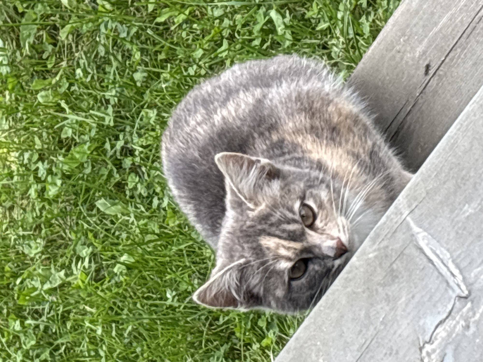 A grey and tan tabby cat is resting on a weathered wooden surface in front of a background of green grass. The cat is looking towards the viewer with its head slightly lowered. The wooden surface appears to be part of a bench or a railing. The grass is lush and appears to be in a natural setting. There is no indication of a specific location within the city of Zvenigorod, Russia.