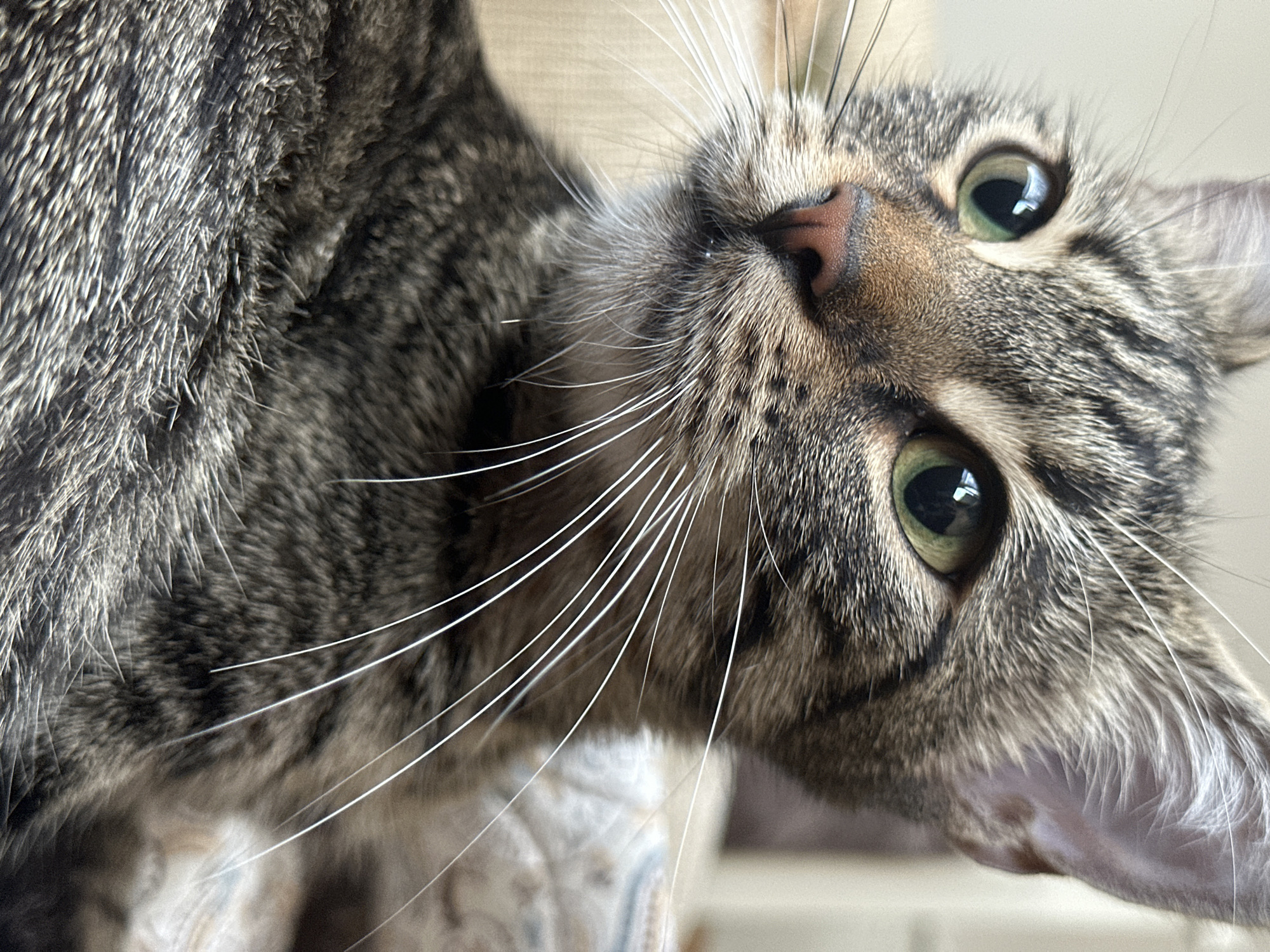 The image is a close-up photograph of a tabby cat's face. The cat has green eyes, a pink nose, and prominent white whiskers. The fur is a mix of grey, brown, and black stripes. The background is blurred, suggesting a shallow depth of field, and appears to be an indoor setting with soft lighting. There is no visible location information within the image that would allow for the determination of Sofia, Bulgaria.