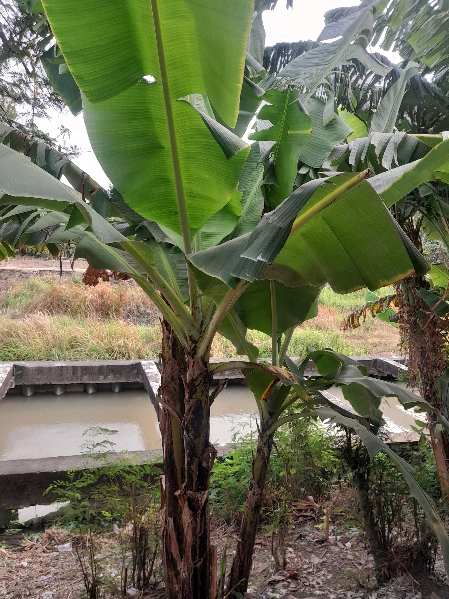 A close-up, eye-level outdoor shot captures a banana tree with large green leaves in Tegalarum, Indonesia. The banana tree is positioned in the foreground, its textured brown trunk and lush foliage dominating the frame. In the mid-ground, a concrete structure, possibly a canal or water channel, runs horizontally across the image, filled with calm, light brown water. Beyond the water, dry, yellowing grass and some green vegetation create a natural backdrop. The sky, visible through the banana leaves, is overcast. The ground in the foreground consists of dry earth, scattered leaves, and some visible white plastic debris. There are no people present in the scene. The overall impression is one of a natural, slightly unkempt environment.