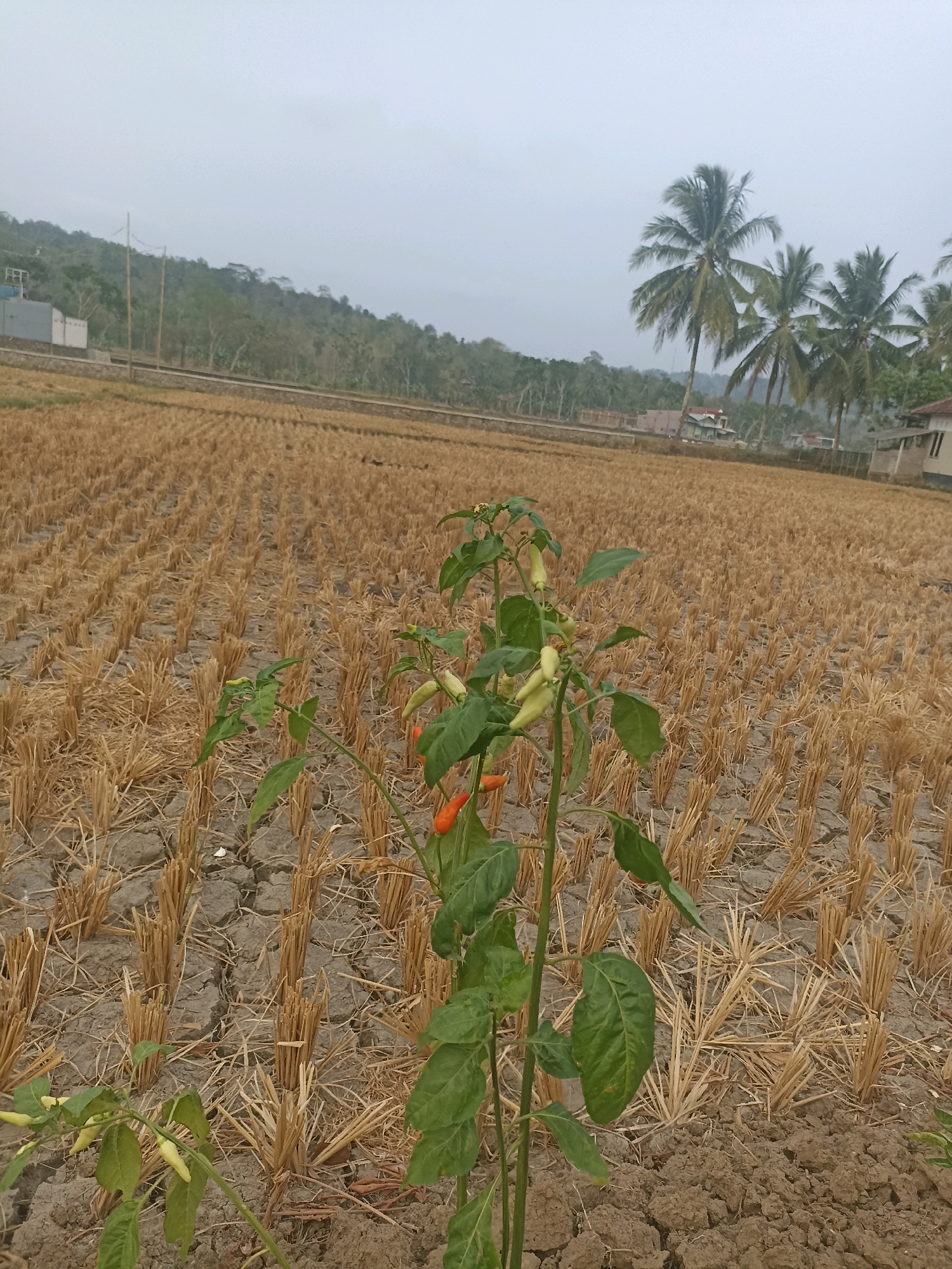 The image depicts a rural landscape in Kebagoran, Indonesia, characterized by a harvested rice field. The ground is covered with dried rice stalks arranged in neat rows, indicating the field has recently been cleared of its crops. The soil appears dry and cracked, suggesting a period of drought or a dry season. In the foreground, a chili plant stands with green leaves and several small chili peppers, some of which are beginning to ripen to a red hue.
In the background, a line of palm trees with tall, slender trunks and lush green fronds stretches across the horizon. Beyond the palm trees, a gently sloping hillside is visible, covered in vegetation and trees. Further in the distance, there are some low-rise buildings, possibly houses or agricultural structures, and what appears to be a small industrial building or a large shed. The sky is overcast with a light gray hue, creating a diffused light that evenly illuminates the scene. The overall impression is one of a tranquil agricultural setting, likely during the dry season.