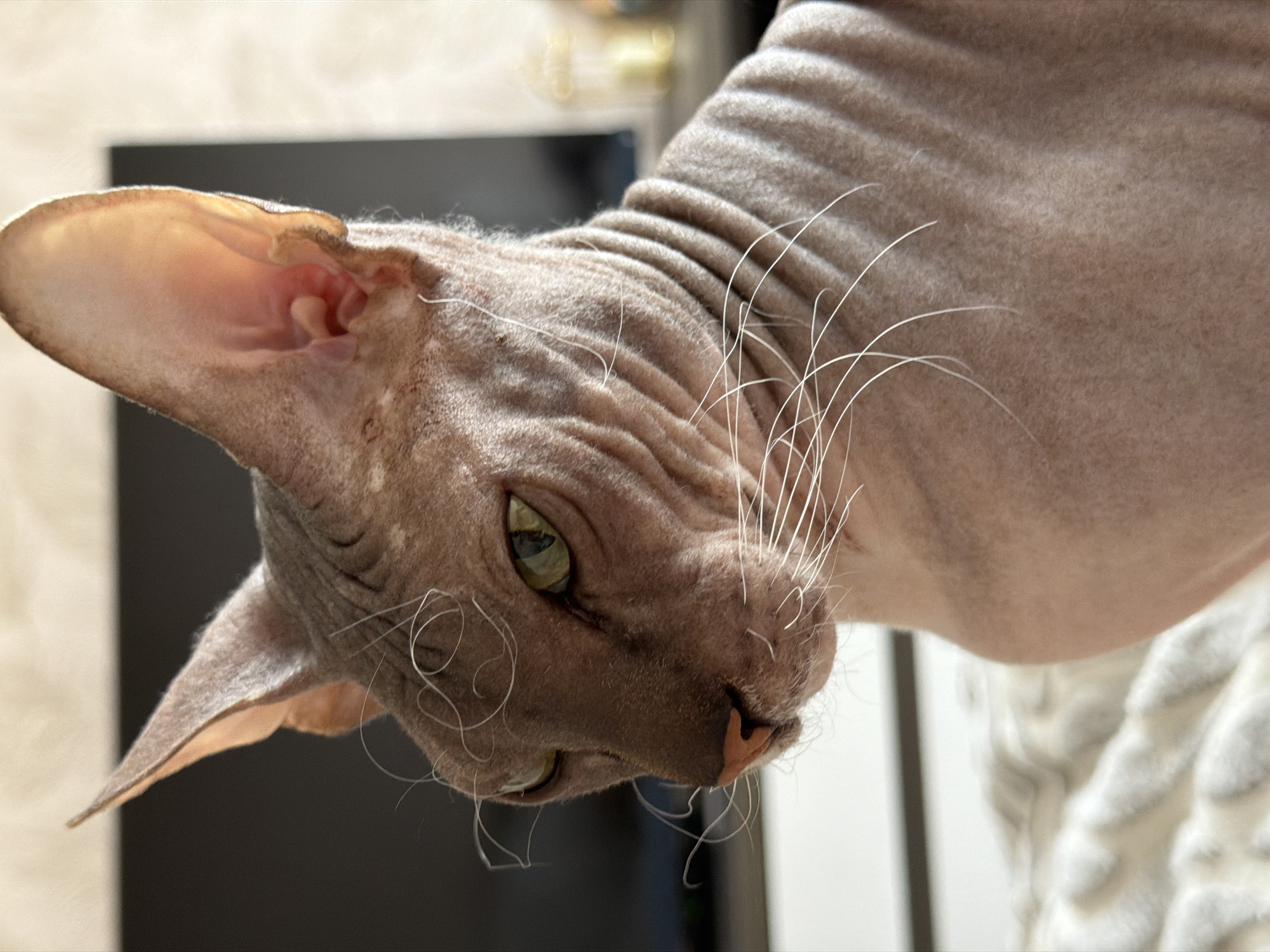 This media file features a close-up, low-angle shot of a Sphynx cat. The cat's skin is wrinkled and a light brown color. Its large ears are prominent, with one appearing more prominently lit than the other. The cat's eyes are a striking green, and its whiskers are long and white, some of which are curled. The cat's nose is pink. The background is blurred, but hints of a room interior can be seen, including what appears to be a dark object and a soft, textured surface, possibly a blanket or throw. The lighting suggests an indoor setting, possibly during the day, with natural light illuminating the cat's face and ears. The focus is entirely on the cat, capturing its unique features and texture. No text is visible in the image. The location context is Izhevsk, Russia.