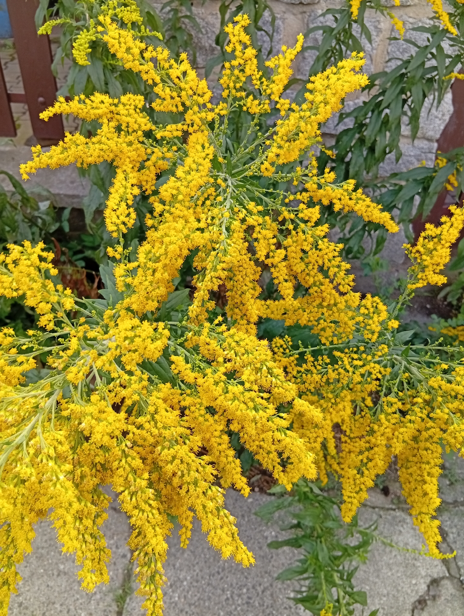 A dense spray of bright yellow goldenrod flowers cascades over a stone wall and a paved area. The flowers are small and clustered densely on long, arching stems, creating a fluffy, cloud-like appearance. In the background, out-of-focus green leaves mingle with the stone wall, which appears to be constructed from irregular grey stones. A brown wooden fence is visible to the left of the frame. The lighting suggests it is daytime, with the sun illuminating the vibrant yellow of the blossoms. The scene is located in Wrocław, Poland.