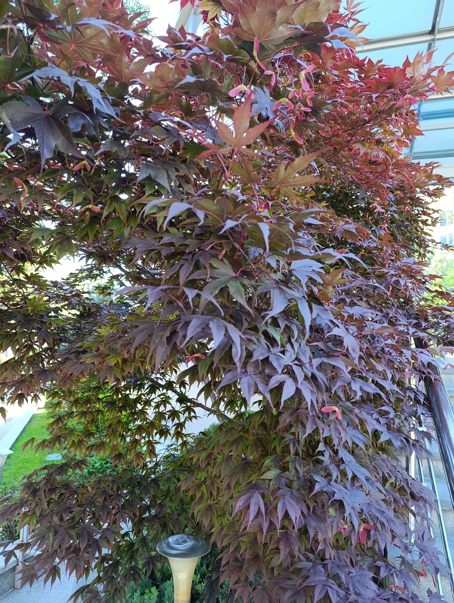 The image shows a close-up of a Japanese maple tree with dark purple and green leaves, and some small, winged seed pods. The tree is located in the city of Razgrad, Bulgaria, likely in a garden or public space. In the background, a portion of a building with a light blue, translucent roof is visible, along with some greenery, a lawn, and a stainless steel railing. A low-lying lamp with a dark cap is positioned at the base of the tree, surrounded by small, dark green shrubs. The scene appears to be outdoors, under daylight conditions.