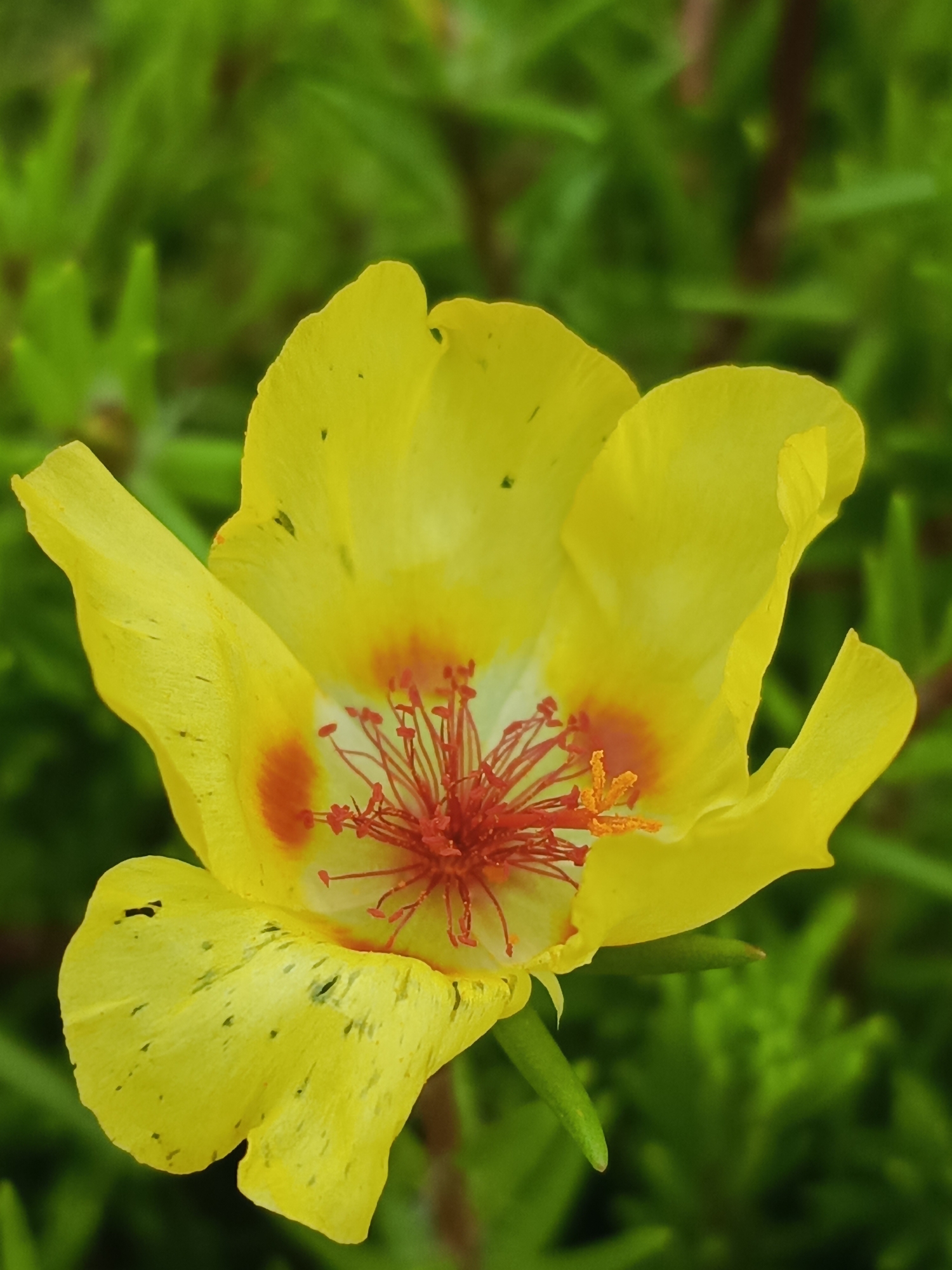 A macro photograph captures a vibrant yellow flower with delicate red stamens at its center. The flower has five prominent petals, each with a slightly wavy edge, and some subtle speckling of green and darker spots on the lower left petal. The background is a softly blurred expanse of green foliage, suggesting an outdoor garden setting.