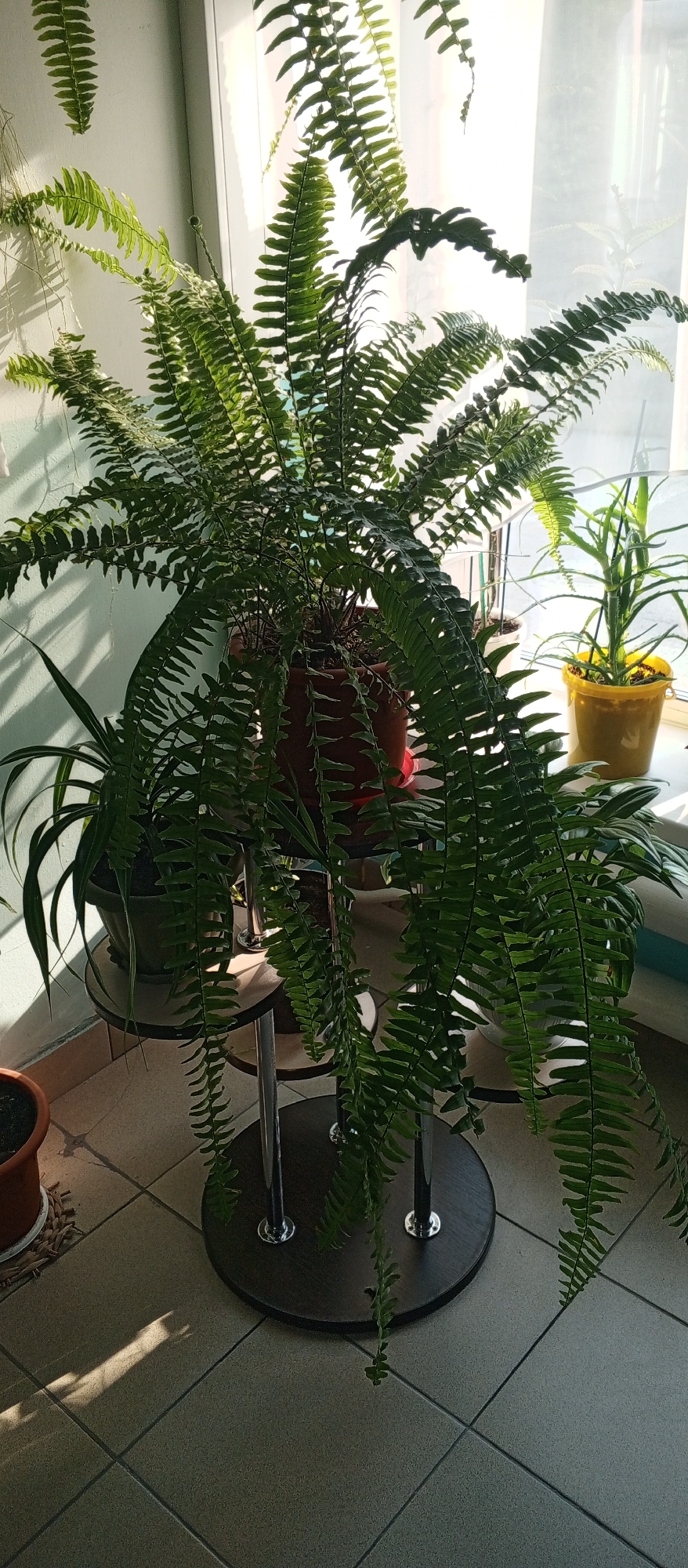 A large, leafy green fern is the primary subject in this indoor photograph, positioned prominently in the foreground and extending towards the viewer. The fern is housed in a terra cotta pot and rests on a dark circular stand supported by three silver legs. The plant's fronds are a vibrant green, with many of them cascading downwards, some reaching close to the tiled floor.
Behind the fern, to the right, a smaller, spiky green plant, possibly an aloe vera, stands in a bright yellow pot on a white windowsill. The windowsill is illuminated by natural light streaming through sheer white curtains, suggesting a bright, daytime scene. The wall behind the fern is painted a pale green and shows faint shadows, likely cast by the plant or other objects not fully visible.
To the left and slightly behind the main fern, another plant with long, slender leaves in a dark green pot is partially visible on a tiered shelf. In the lower left corner, a portion of a smaller terra cotta pot is visible, resting on a woven mat. The floor is covered in grey tiles, with a distinct rectangular shadow from sunlight falling across them. The scene appears to be an indoor setting, likely a room with ample natural light, possibly a living room or a sunroom, with plants arranged near a window. The location in Yeruda, Russia, is not discernible from the visual information provided in the image.