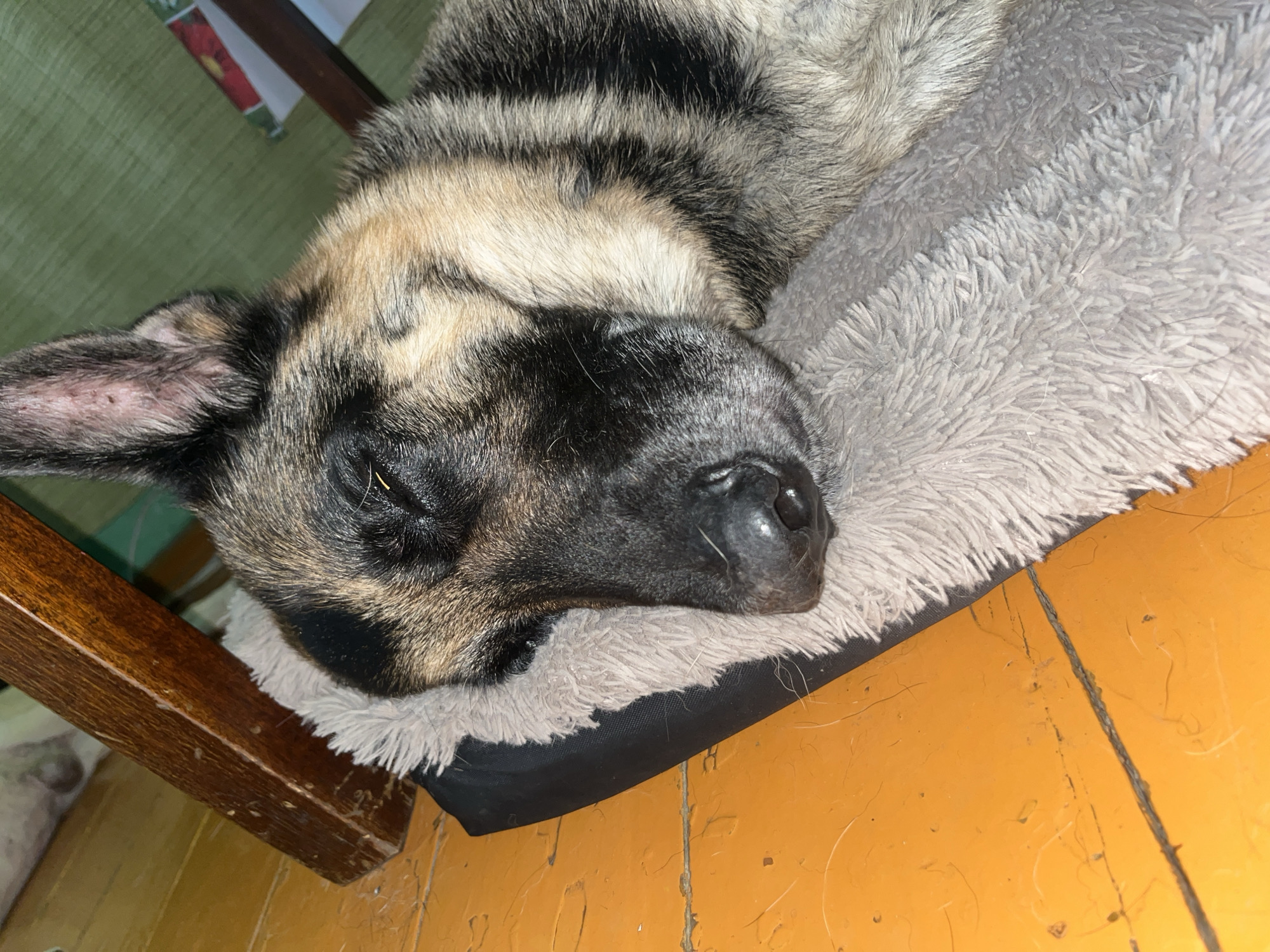 A close-up, eye-level shot shows a German Shepherd dog sleeping on a plush gray dog bed. The dog's head is resting on the bed, and its eyes are closed. The dog's fur is a mix of black, tan, and gray. The dog bed is placed on an orange wooden floor. In the background, a portion of a wooden chair leg and a green patterned fabric can be seen. The lighting suggests an indoor setting, possibly a home. No specific location in Nizhny Tagil, Russia can be determined from the visual information provided.