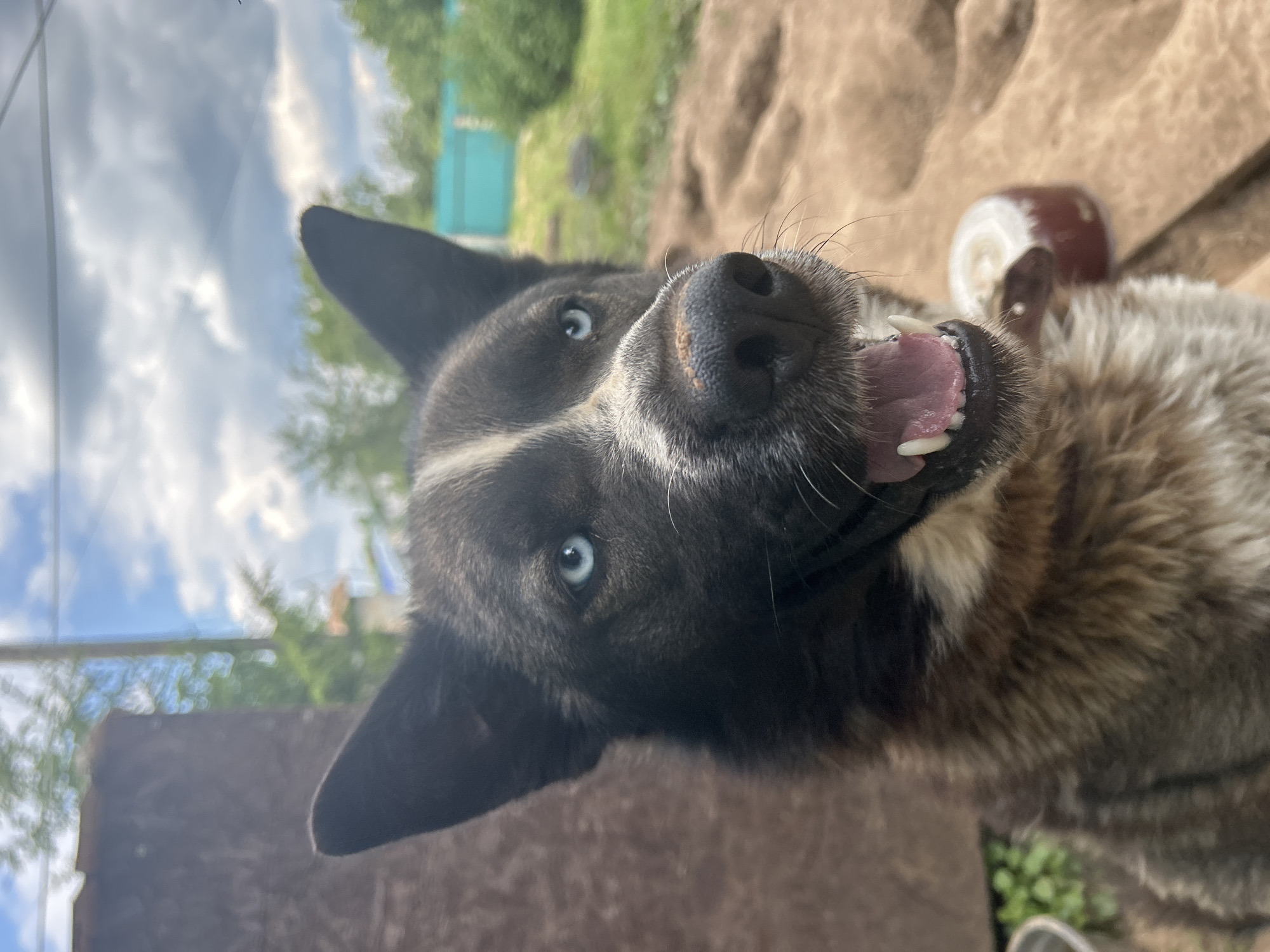 The media file is an extreme close-up, low-angle, portrait-oriented shot of a dog's face. The dog appears to be a husky mix with striking blue eyes, black fur around its face and ears, and lighter fur on its muzzle and chest. Its mouth is open, revealing its pink tongue and sharp white teeth, giving it a playful or panting expression. The dog's nose is a prominent black feature. The background is blurred and suggests an outdoor setting with green foliage, a brown wooden surface, and a cloudy sky. Some structures are faintly visible in the background, including what appears to be a turquoise fence. The lighting suggests it is daytime, with the sun casting some bright spots. The focus is entirely on the dog's face and its expressive features.