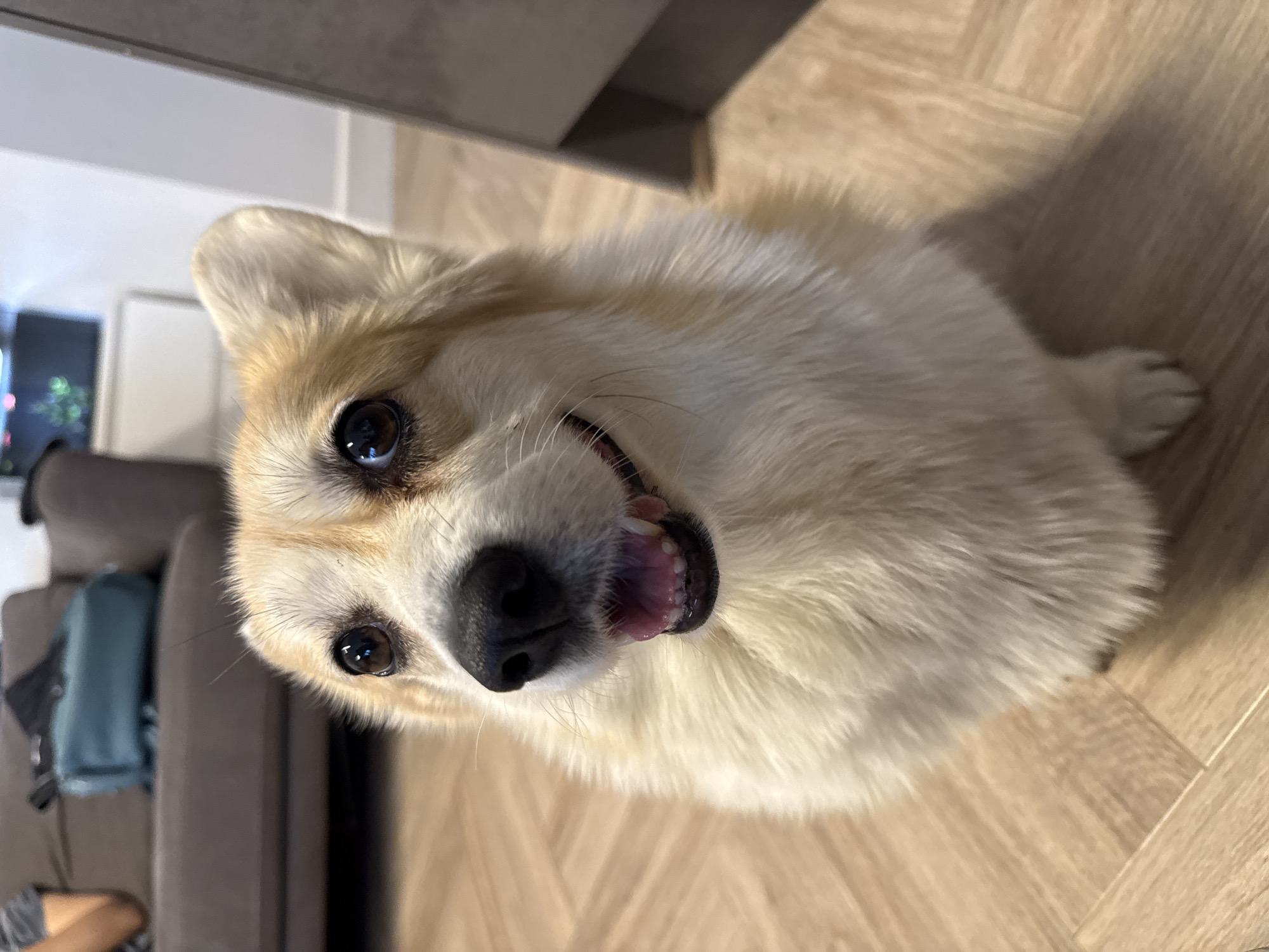 The image shows a cream and light brown corgi dog looking up at the camera with a slightly open mouth, revealing its teeth and tongue. The dog is situated on a light brown, wood-patterned floor. A gray sofa is visible in the background to the left, partially obscured. A white or light-colored cabinet or wall is partially visible at the top of the image. The location in the city of Krasnoyarsk, Russia, is not confirmed by the image.