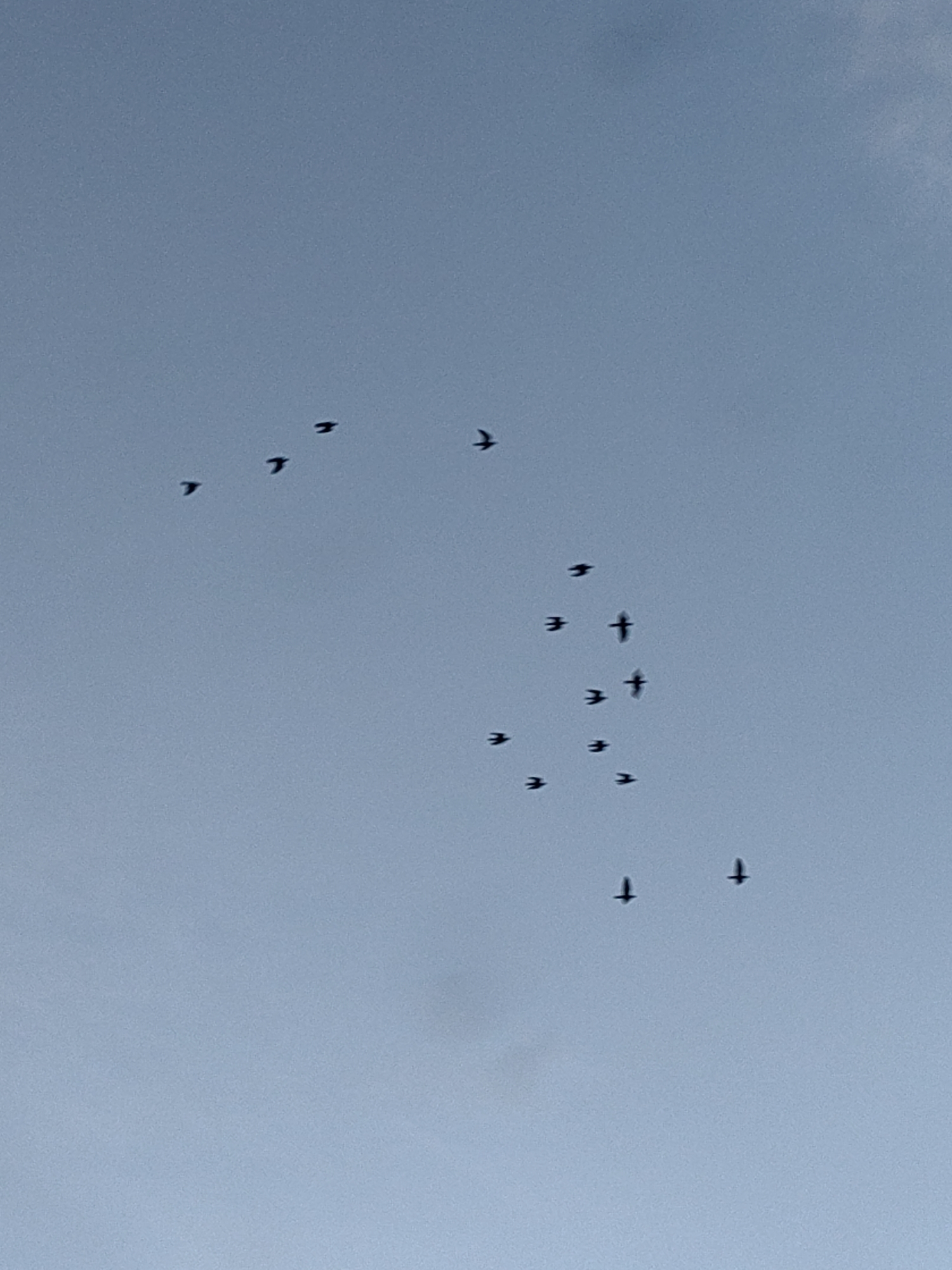 A flock of small, dark birds is captured in flight against a pale blue, overcast sky. The birds are scattered across the frame, some in loose formations, others more isolated. Their wings are spread, suggesting they are in mid-flight. The scene is devoid of any urban elements, and no specific location in Nilokheri, India, can be determined from the image. The focus is solely on the aerial movement of the birds.