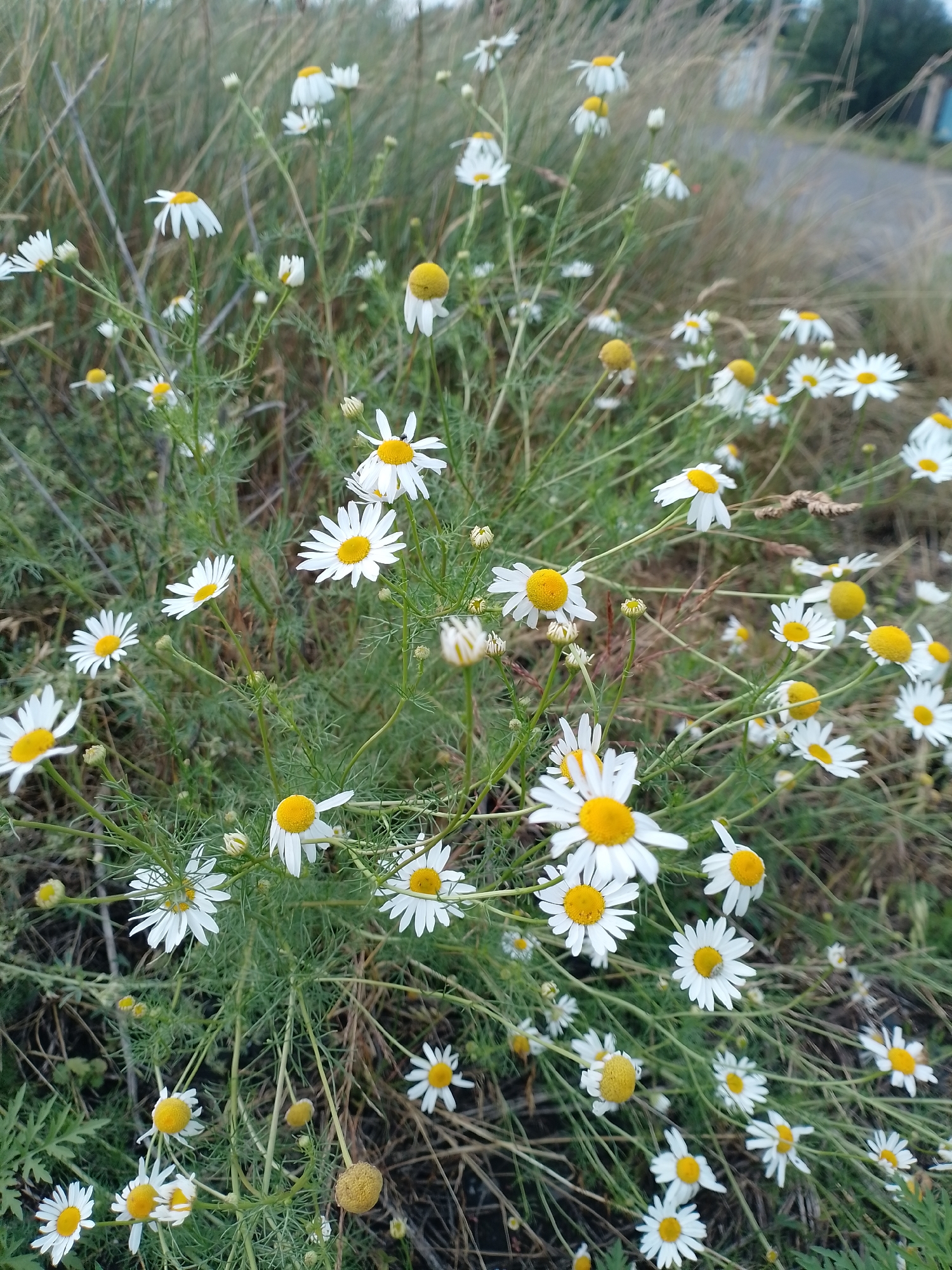 A medium shot captures a cluster of white and yellow daisies growing in a field of dry grass and green foliage. The flowers are predominantly white with bright yellow centers. Some daisies are in full bloom, while others are still developing buds. The background is blurred, showing more grass and foliage, and a faint hint of a road or path. The lighting suggests an outdoor setting during the daytime. No people or animals are visible in the image.