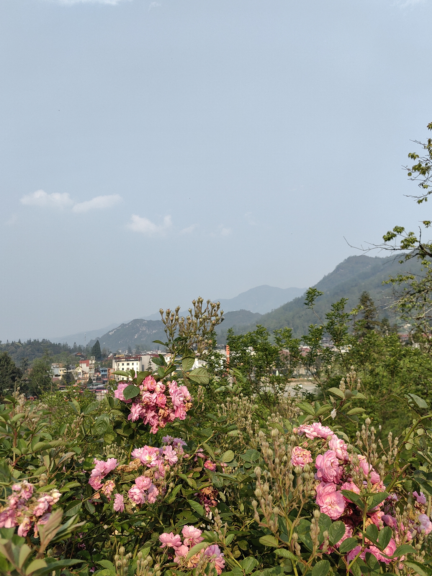 The image displays an elevated panoramic view overlooking the city of Sa Pa, Vietnam. The immediate foreground is occupied by a dense arrangement of flowering bushes, featuring numerous clusters of pink roses in various stages of bloom, interspersed with vibrant green leaves and developing flower buds. Beyond this vegetation, a portion of the city is visible in the midground, characterized by multi-story buildings with predominantly light-colored facades and varied rooflines. One prominent structure clearly bears the word "HOTEL." The city is situated within a valley, surrounded by undulating terrain covered in lush green trees and other foliage. The background consists of successive ridges of forested mountains, receding into the distance and appearing progressively lighter and bluer due to atmospheric haze under a pale blue sky with sparse, wispy white clouds. No individuals, specific actions, or interactions are discernible within the frame.