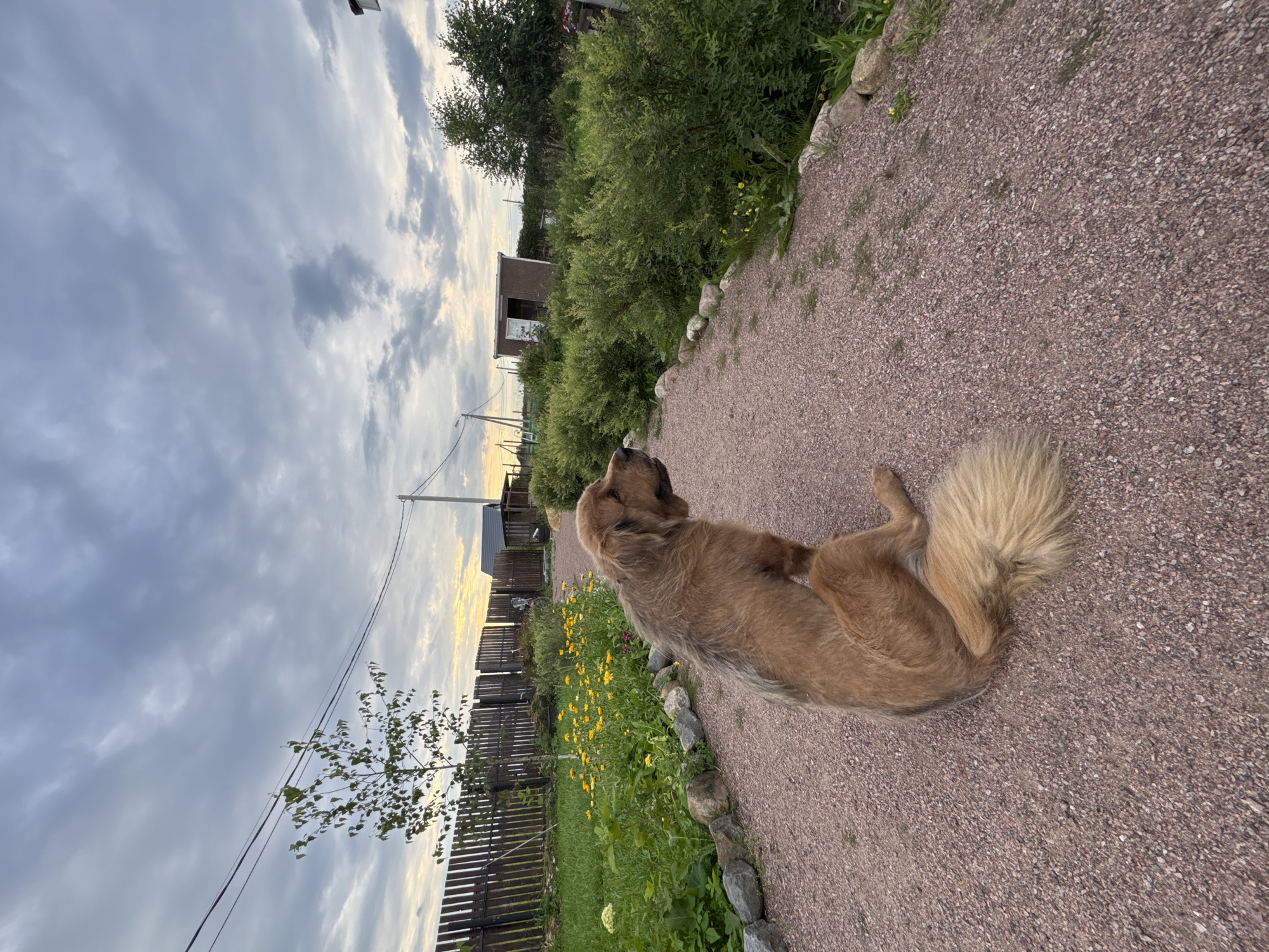 A fluffy, golden-brown dog sits on a gravel path in a yard, facing right. The dog is viewed from behind and to the side, with its tail curled up. The path leads into the distance, bordered by green bushes and a wooden fence. Yellow flowers bloom along the fence line. In the background, there is a small shed, a utility pole, and a cloudy sky. The scene is located in Kempelevo, Russia.
