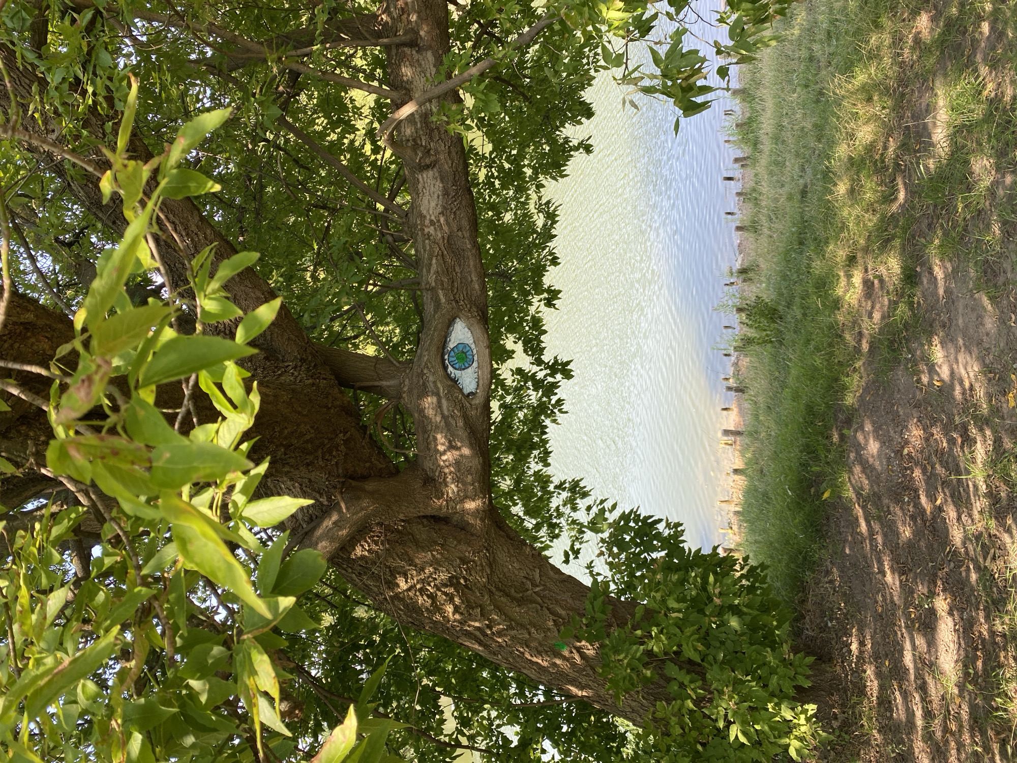 A large tree with textured bark and green leaves extends over a body of water. A branch of the tree has an eye motif painted on it, with a blue and green iris and a white sclera. The water is a light blue-green and appears calm with ripples on the surface. The shoreline is covered in green grass and dirt, with several wooden posts protruding from the ground near the water's edge. The scene is outdoors and appears to be a sunny day, with dappled sunlight falling on the ground and tree. There are no people or animals visible in the image. The location is the Vistula River in Warsaw, Poland.
