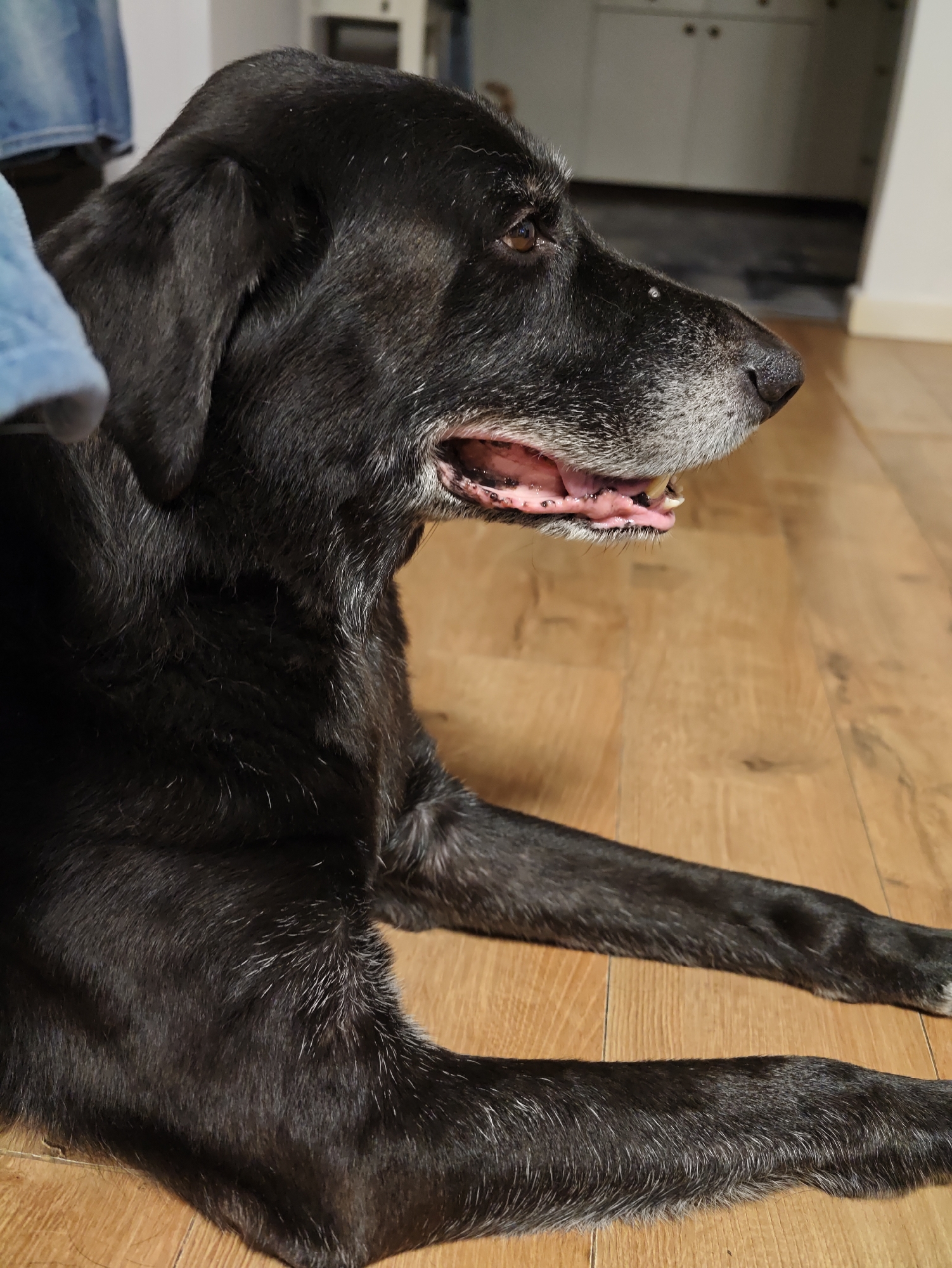 A medium shot, taken from a low angle, captures a senior black Labrador lying on a light brown wooden floor, facing to the right. The dog's fur shows streaks of gray, particularly around its muzzle and eyebrows, indicating its age. Its mouth is slightly open, revealing its pink gums and teeth. The background is softly blurred, suggesting an indoor environment, possibly a home. In the far background, hints of kitchen cabinets and a wall are visible. The lighting appears to be natural and diffused. The image does not depict any specific location in the city of Petah Tikva, Israel.