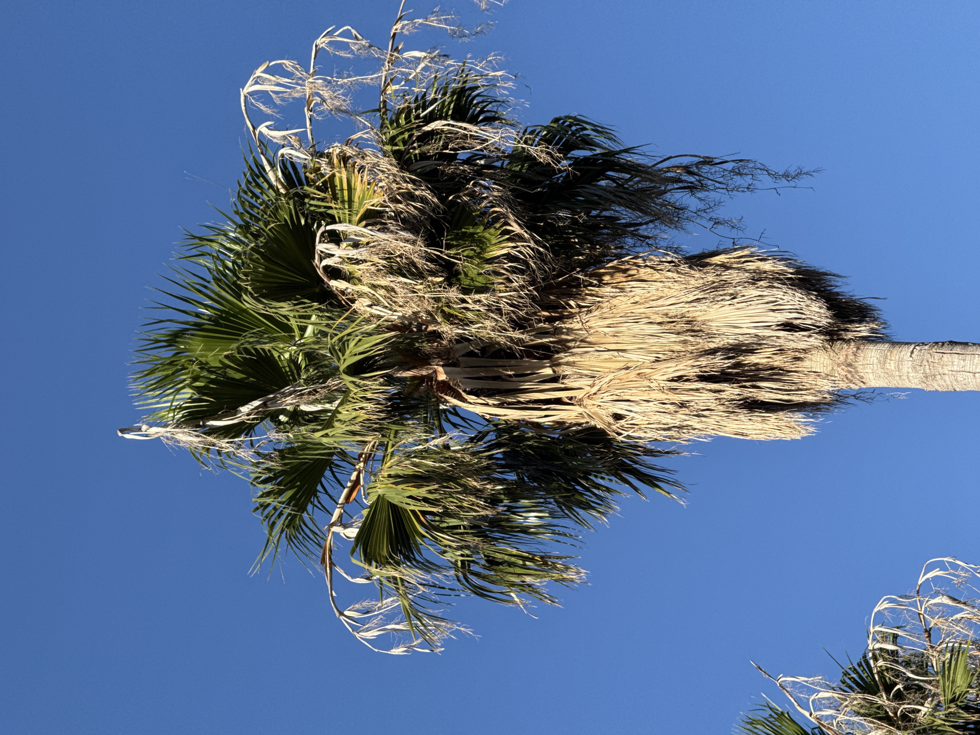 A close-up, low-angle shot captures the top portion of a mature palm tree against a clear, vibrant blue sky. The palm's trunk is visible at the bottom, textured with rough bark. The fronds are a mix of green and dried, brown leaves. Some of the fronds are bent downwards, and dried leaf remnants hang from them, creating a wispy effect. The scene is set outdoors, likely in a warm climate. The image does not contain any people or evidence of specific human activity. The location is not identifiable from the image itself.