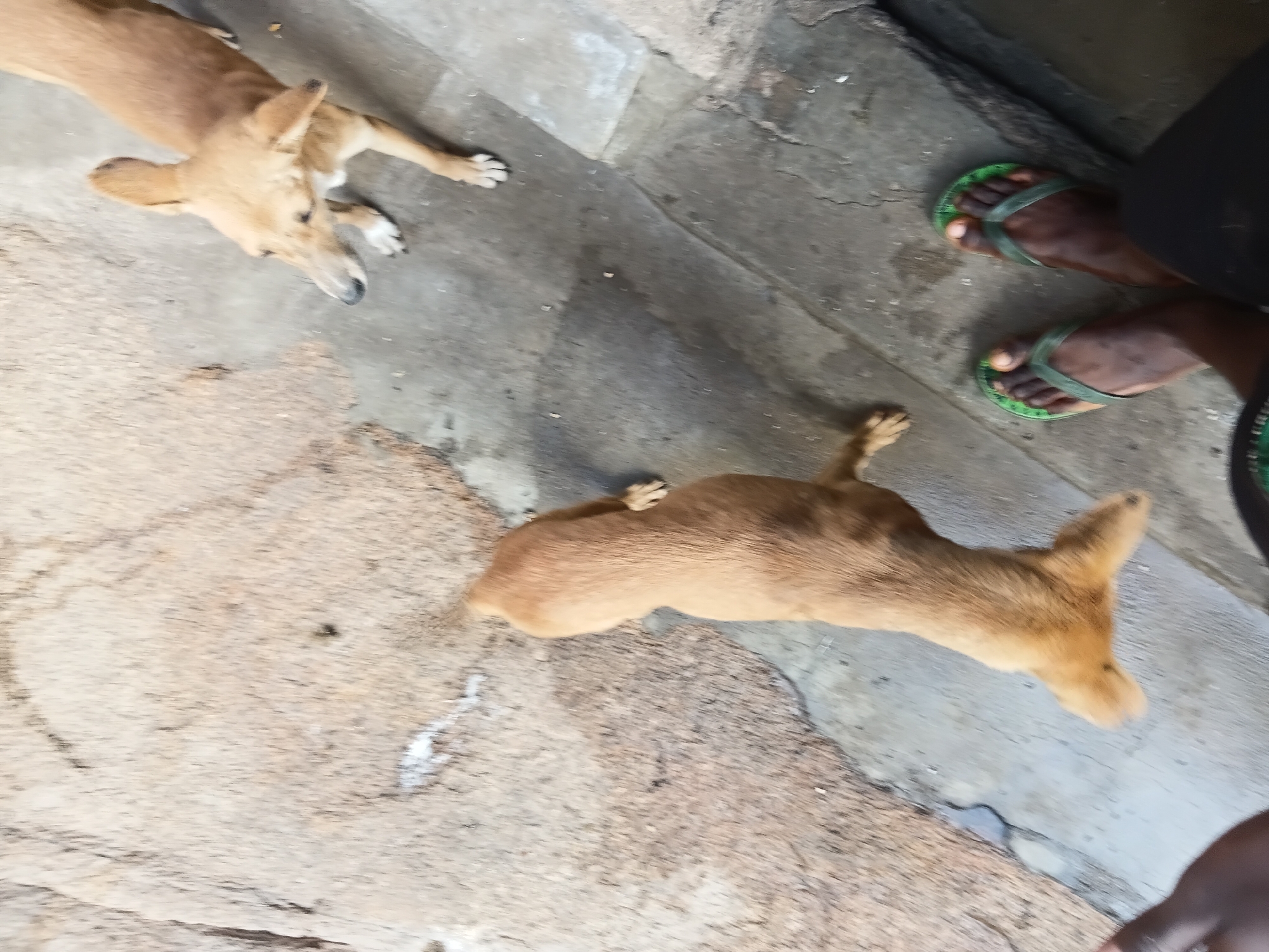 Two brown dogs are visible in the image. One dog is facing left with its head down, and the other dog is facing away from the camera. The dogs are on a concrete surface next to a rocky area. A person's feet wearing green flip-flops are also visible in the lower right corner of the image.