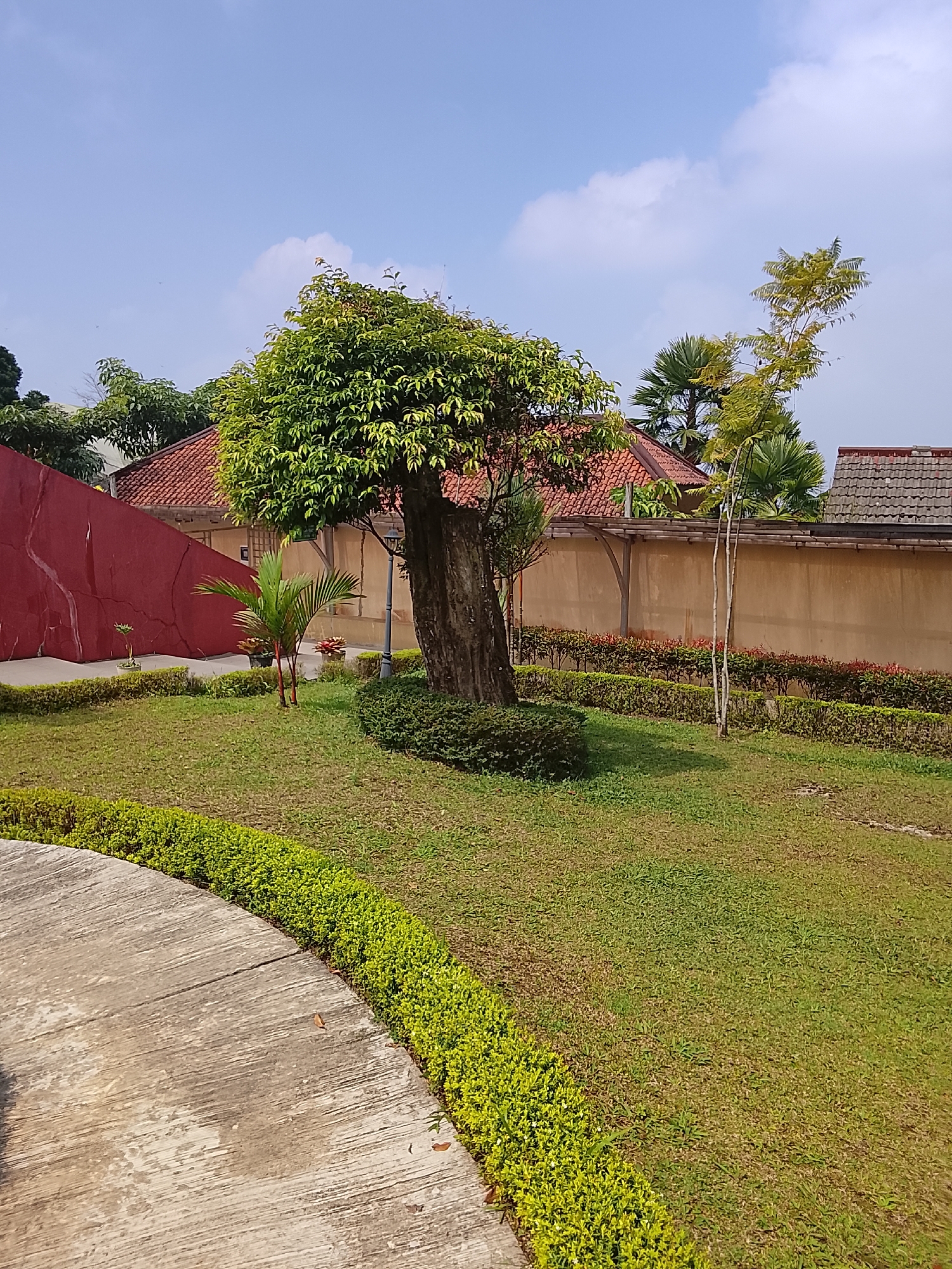 In the city of Baturaden, Indonesia, a sunlit outdoor scene unfolds with a focus on a well-maintained garden area adjacent to a building. The foreground features a curved concrete pathway, bordered by a neatly trimmed hedge of bright green bushes. Beyond this, a lush green lawn stretches out, dotted with patches of slightly drier grass, suggesting a warm climate.

Dominating the midground is a mature tree with a thick, textured trunk and a full canopy of vibrant green leaves. To the left of this tree, a slender young palm sapling stands in a pot, its delicate fronds reaching upwards. In the background, a beige wall runs horizontally, topped by a terracotta-tiled roof that extends across the frame. Two distinct structures with similar red-tiled roofs are visible behind the wall. A tall, thin tree with sparse, yellow-green foliage grows to the right of the mature tree, its branches reaching towards the sky. The sky above is a clear, light blue, with a few wispy white clouds. A single street lamp stands near the mature tree, adding a functional element to the landscape. A large, sloping red wall is visible on the far left side of the image.