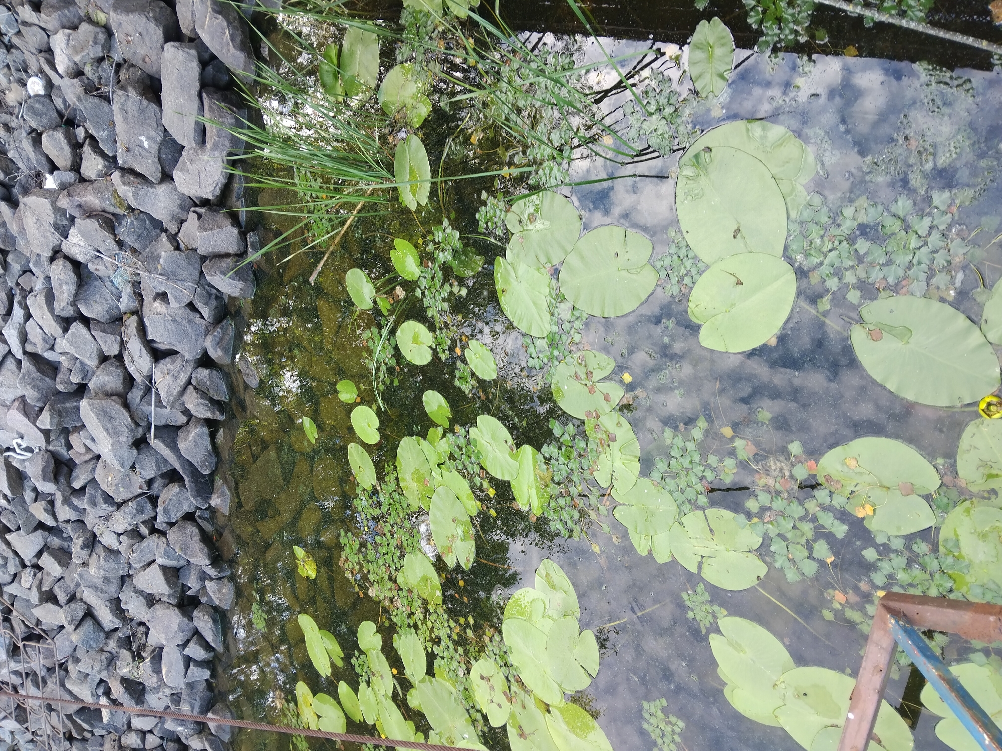 The image shows a close-up view of a pond or slow-moving body of water next to a rocky embankment. The embankment is composed of many dark gray, angular stones of varying sizes, piled unevenly. On the water's surface, there are numerous round, flat green lily pads, some of which are submerged or partially submerged. Small green aquatic plants with finely lobed leaves are also scattered across the water. Tall green grass and reeds grow along the edge of the water, near the rocky embankment. The water is dark and reflects the sky, with patches of clouds visible on the surface. There are a few small yellow flowers visible among the lily pads. In the lower right corner, a rusted metal railing with blue accents is partially visible, suggesting a man-made structure bordering the water. The overall scene is natural and serene, with the water providing a reflective surface. The lighting suggests it is daytime. The location context is Kyiv, Ukraine. There is no visible text in the image.