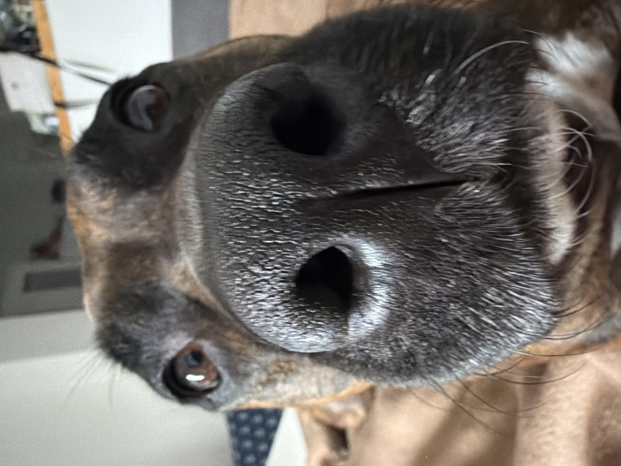 This is an extreme close-up, first-person perspective photograph of a dog's face, likely taken within a residence in Općina Baška, Croatia. The subject is a brindle-colored dog, with its wet nose filling the foreground and dominating the frame. The dog's eyes, brown and alert, are visible above its snout, looking directly into the camera. The fur around its nose and eyes is short and coarse, with some longer whiskers extending outwards. The background is blurred and out of focus, showing hints of domestic furnishings such as a patterned cushion and a light-colored wall, consistent with an indoor setting. The lighting is natural and appears to be from an overhead source.